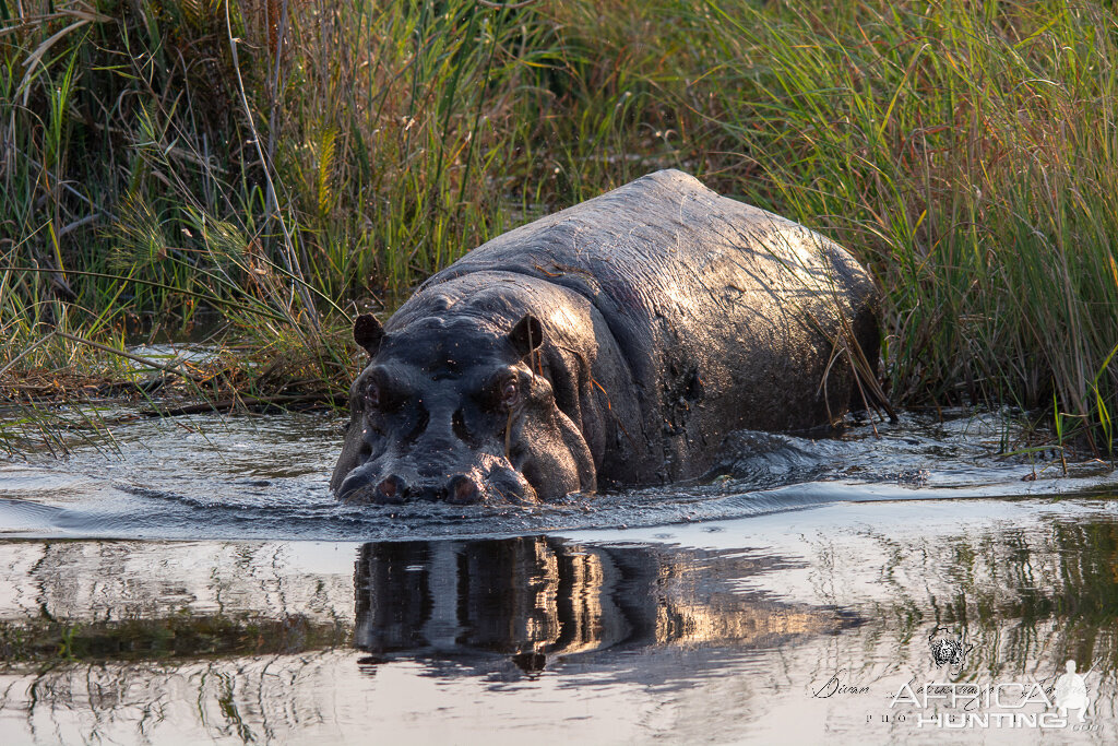 Hippo Caprivi Namibia