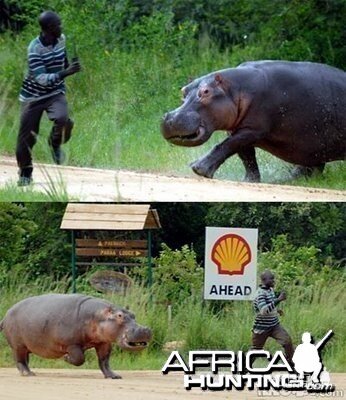 Hippo chases man!!