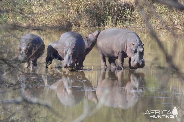 Hippo Eastern Cape South Africa