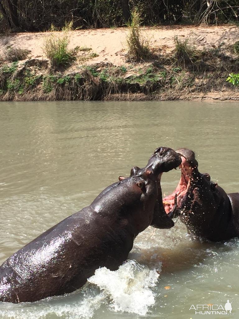 Hippo fighting