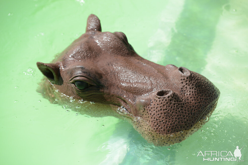 Hippo Floating Target on Hippo hunt shooting range