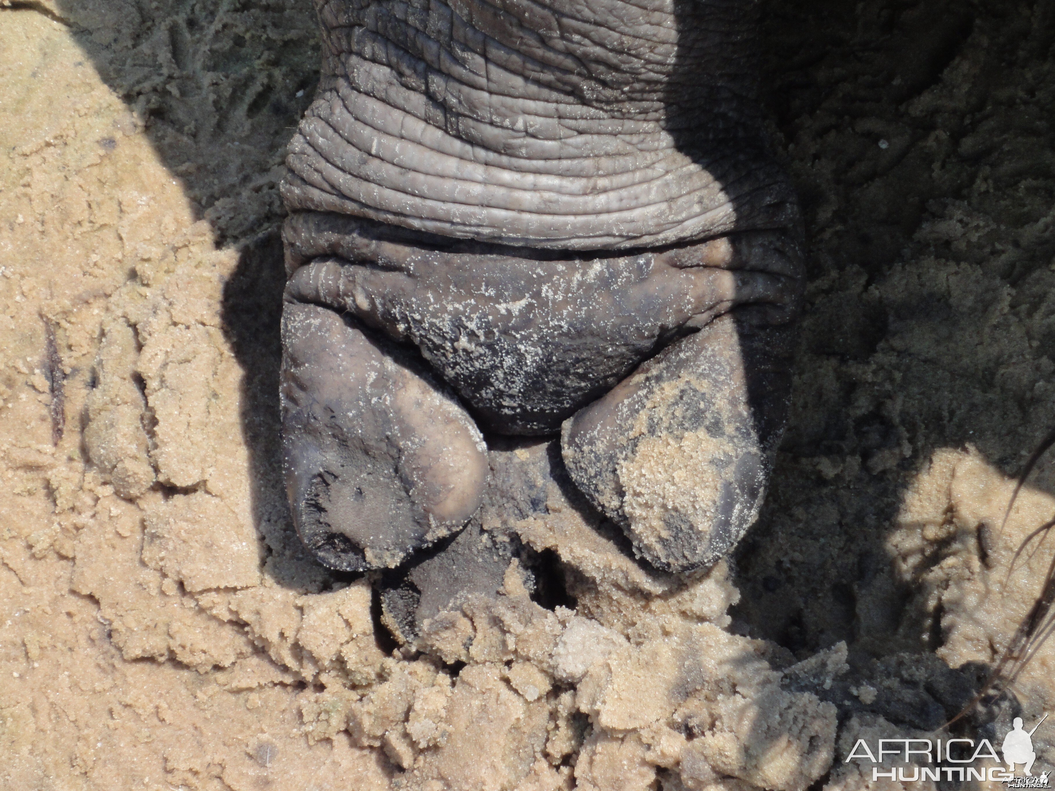 Hippo Front Foot