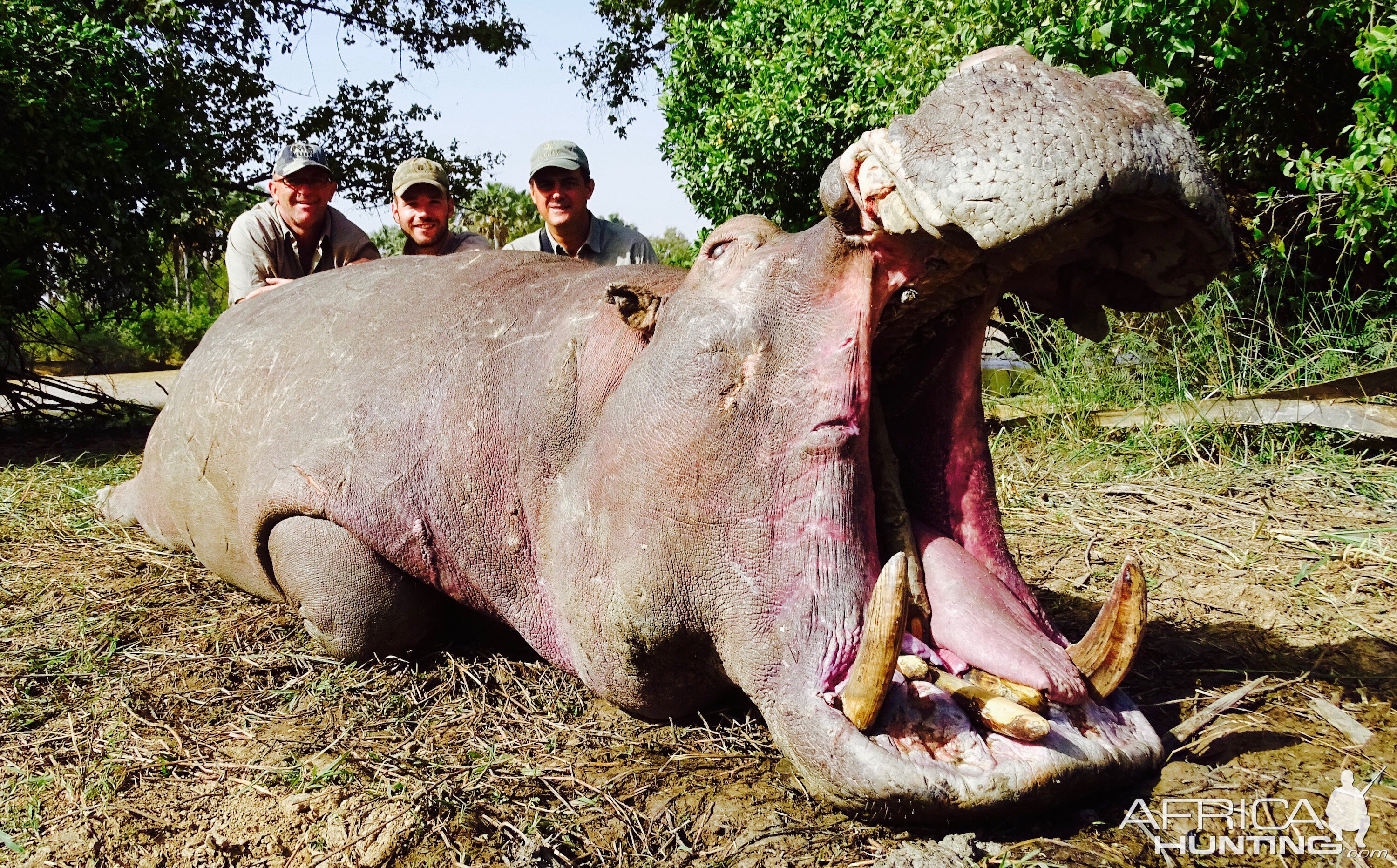 Hippo Hunt in Benin