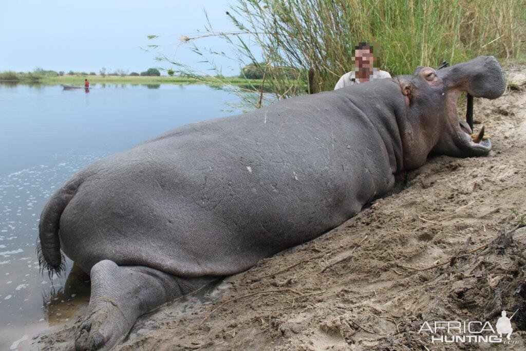 Hippo Hunt In Nambia