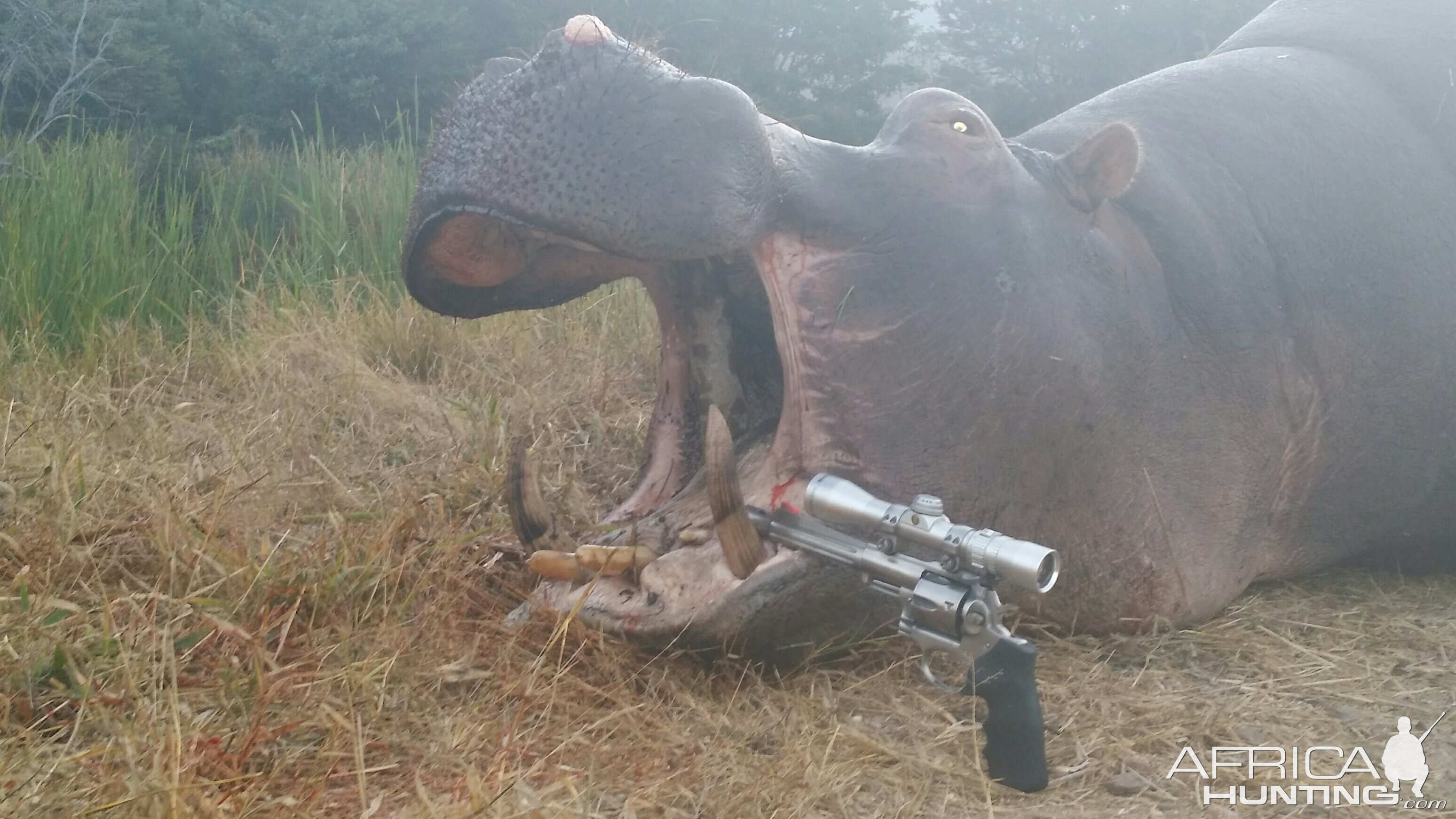 Hippo Hunt In South Africa