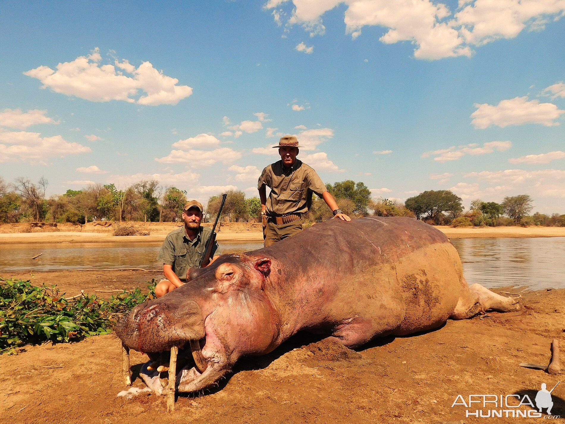 Hippo Hunt In Zambia