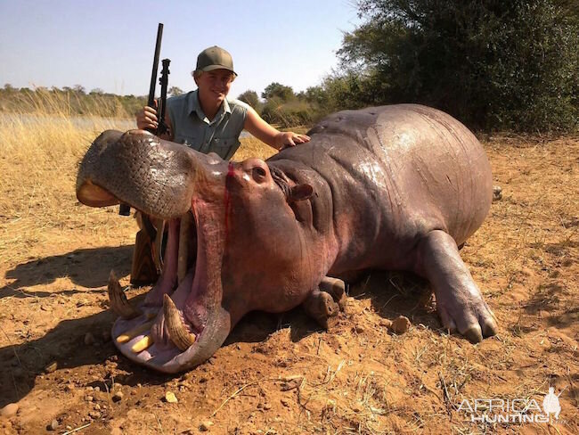 Hippo Hunt In Zimbabwe