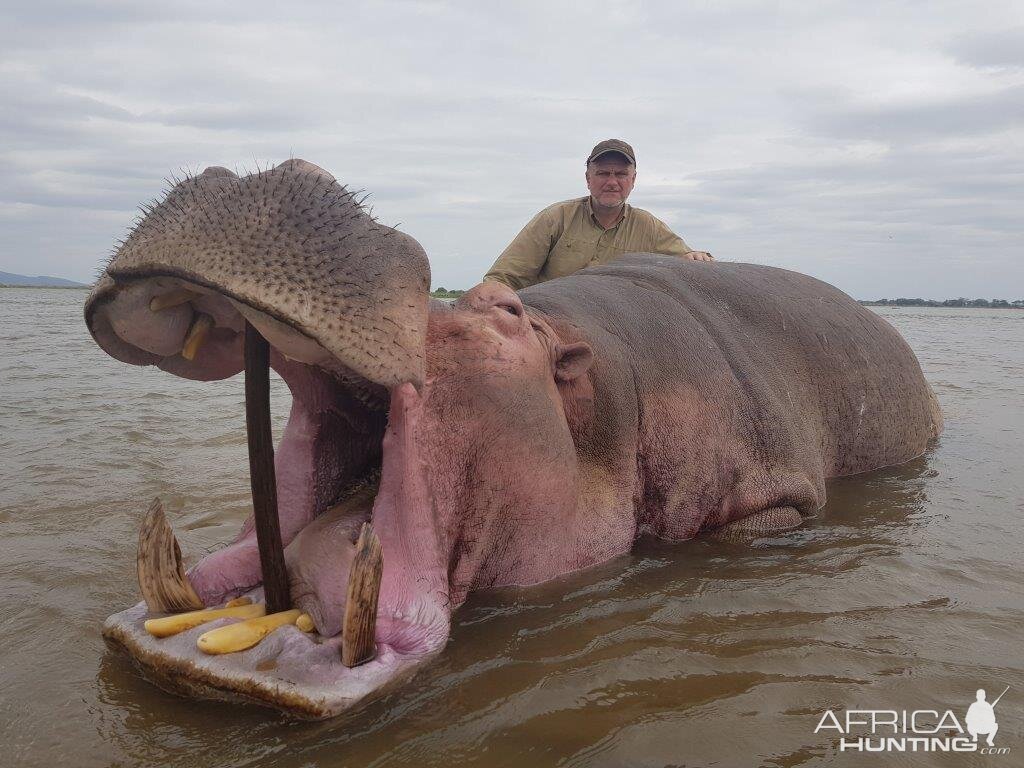 Hippo Hunt Mozambique