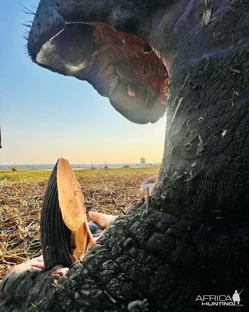 Hippo Hunt Namibia