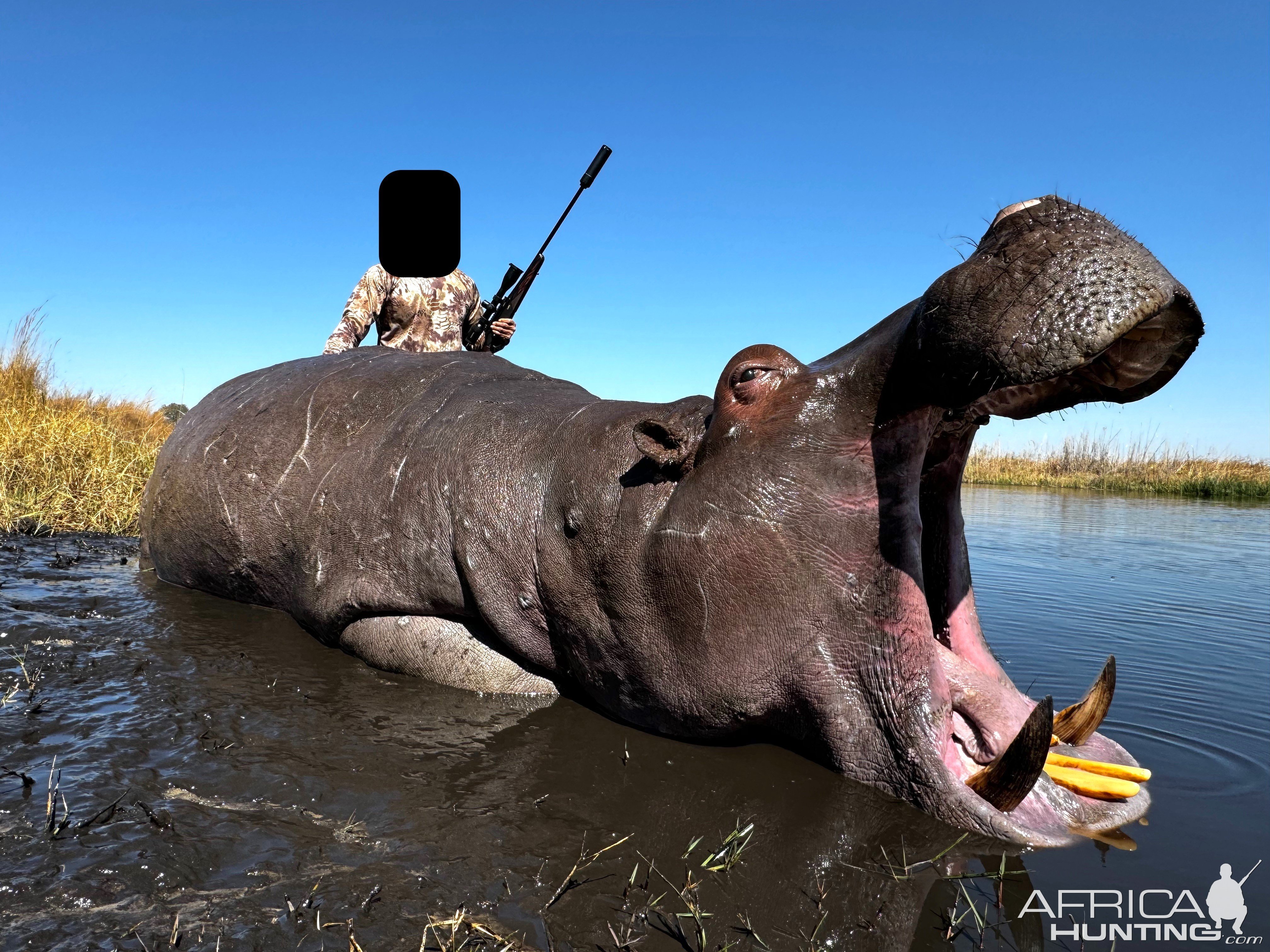 Hippo Hunt Namibia