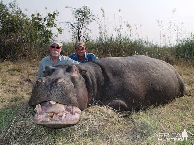 Hippo Hunt Namibia