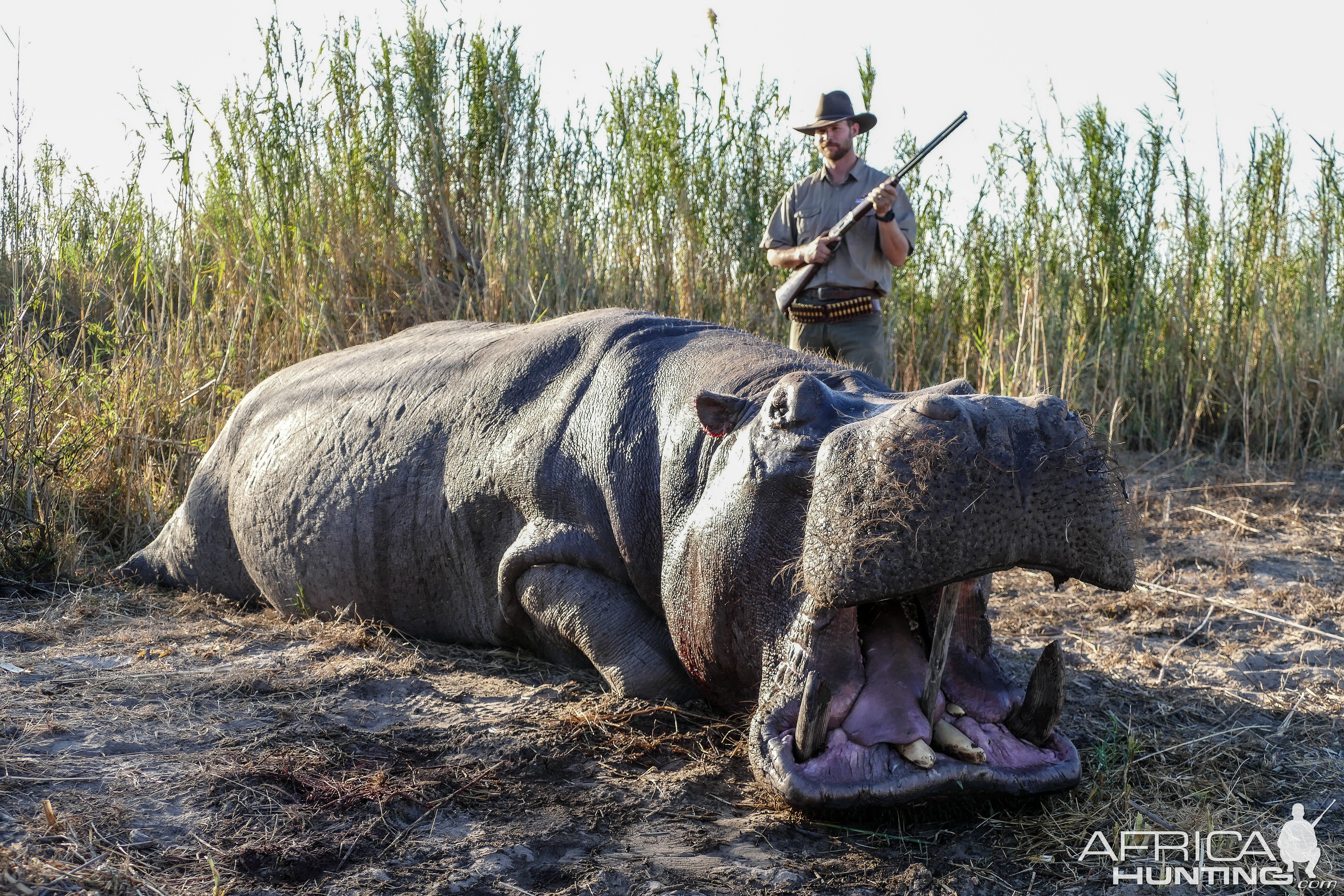 Hippo Hunt Namibia