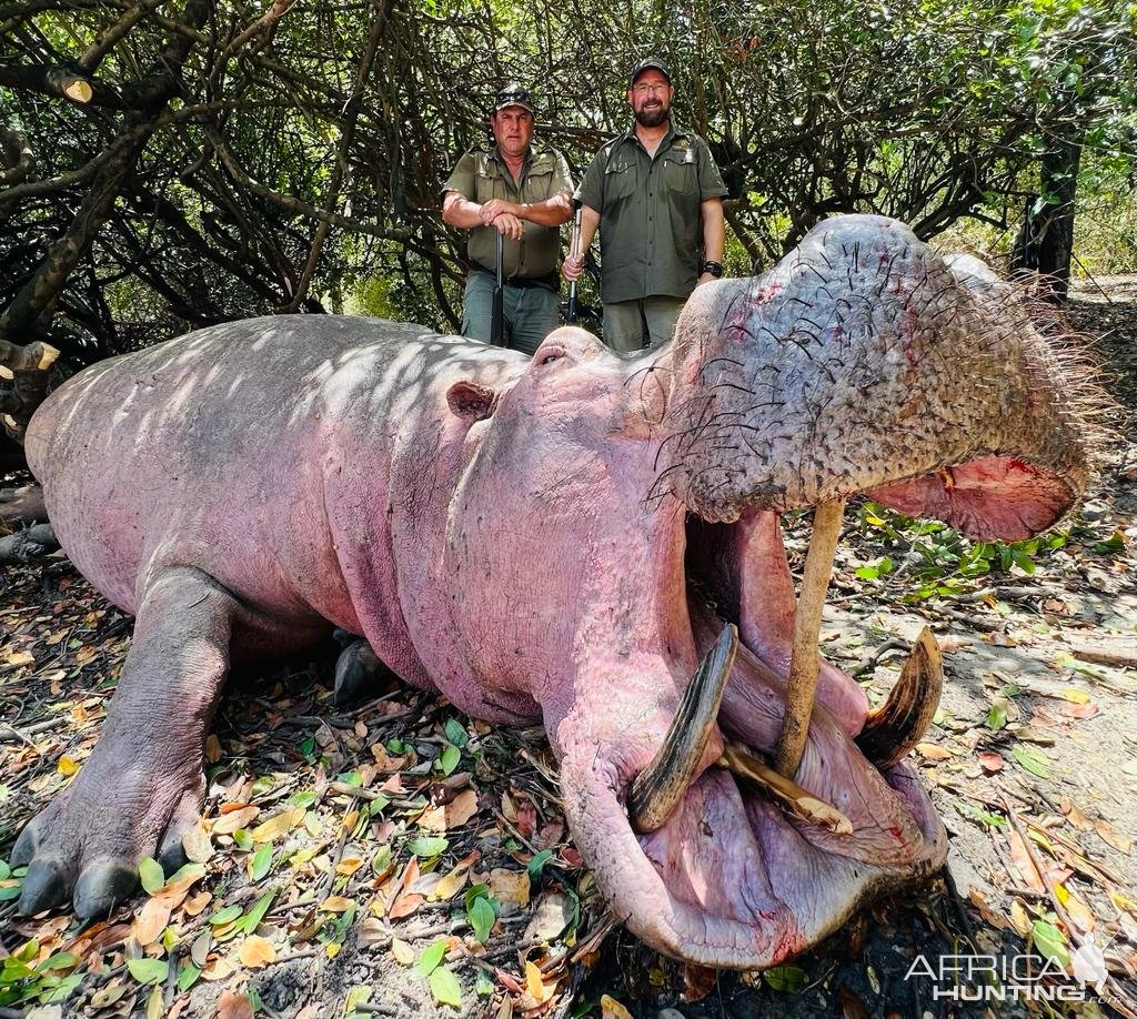 Hippo Hunt Selous Tanzania