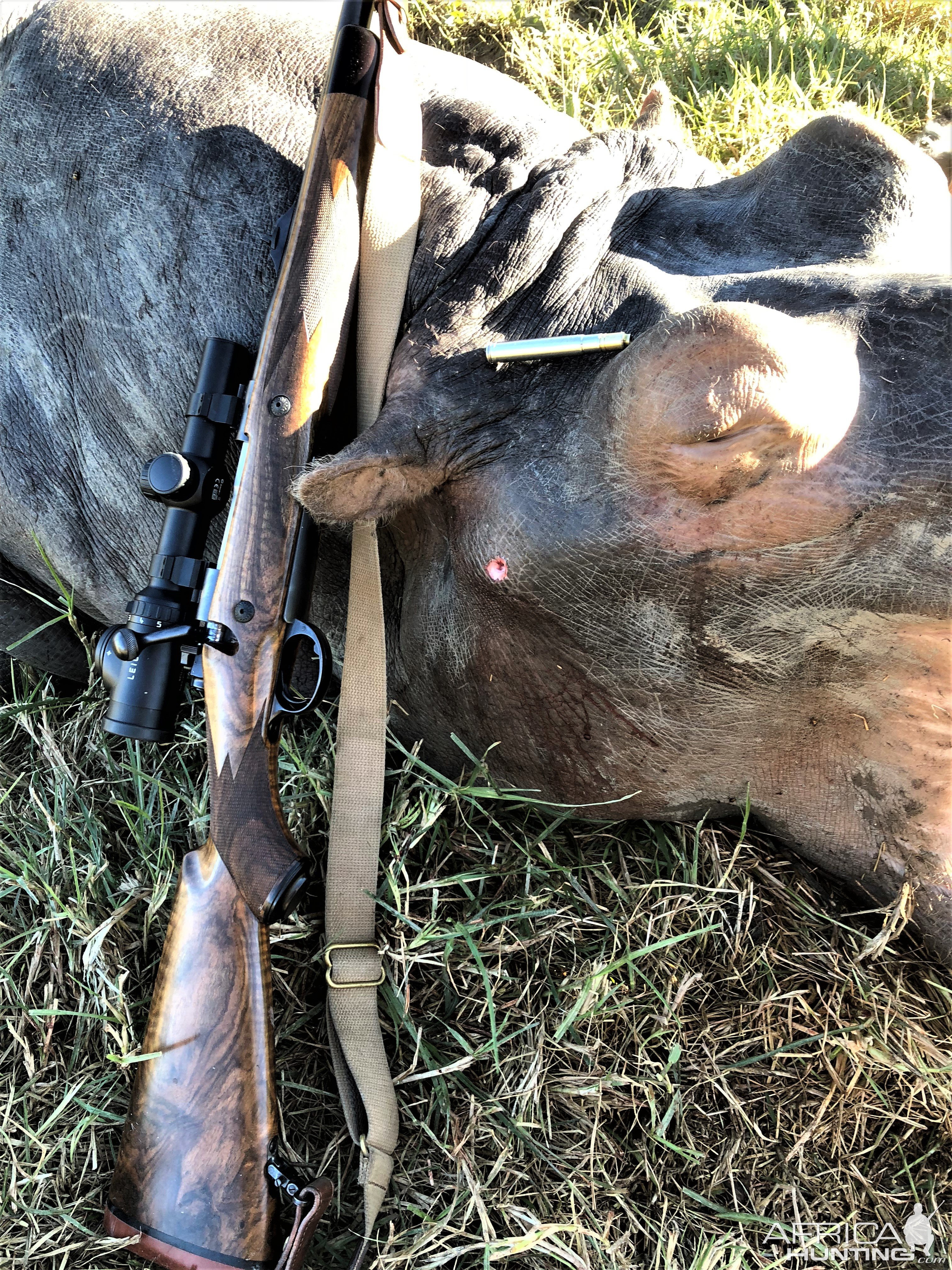 Hippo Hunt South Africa