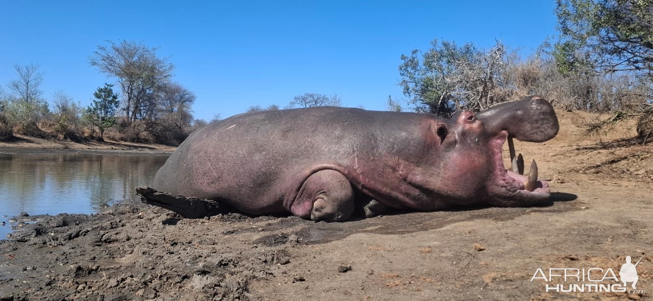 Hippo Hunt South Africa