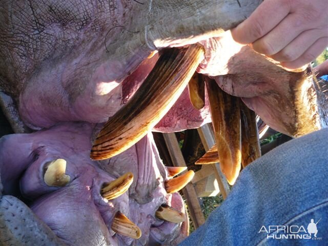 Hippo Hunt South Africa