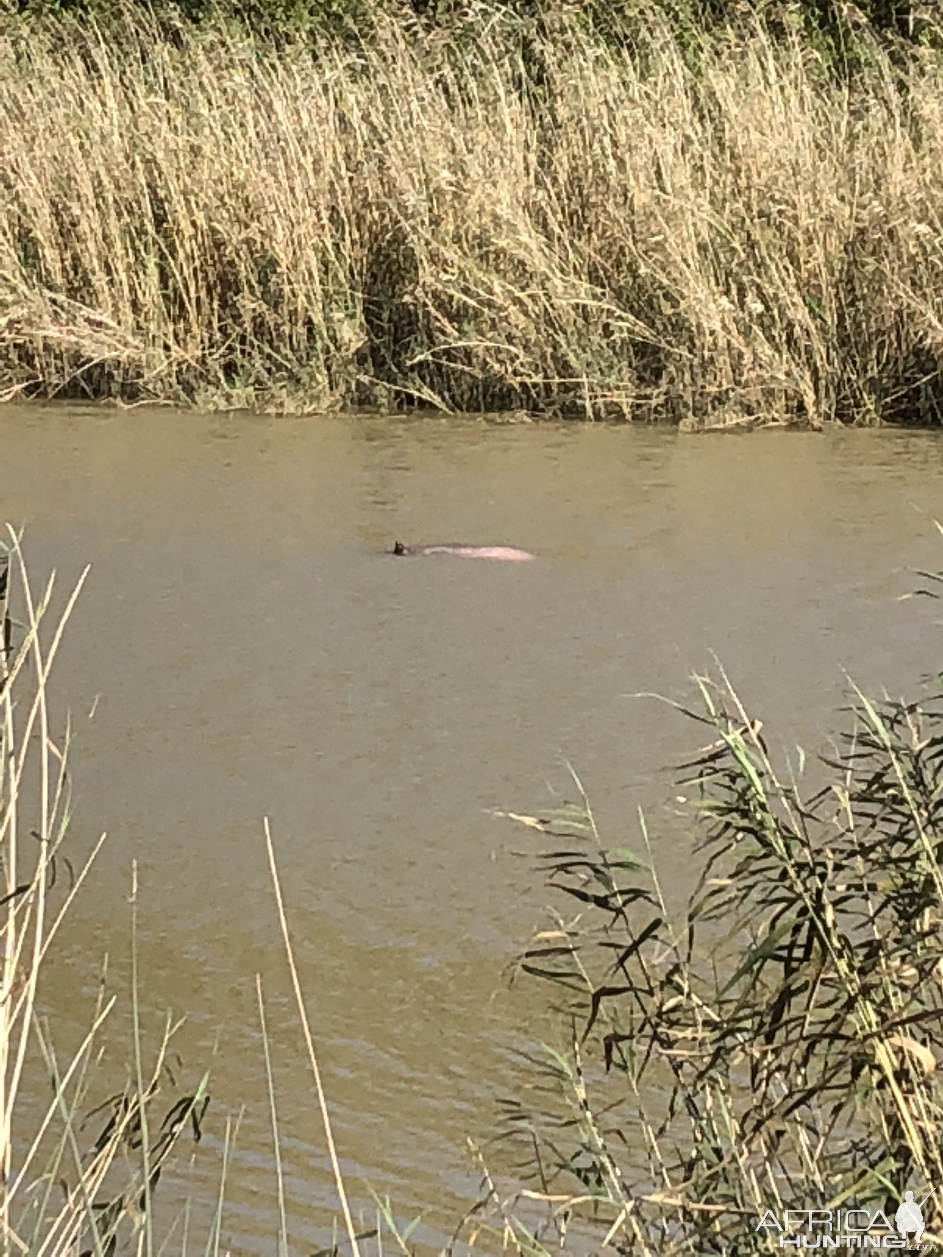 Hippo Hunt South Africa