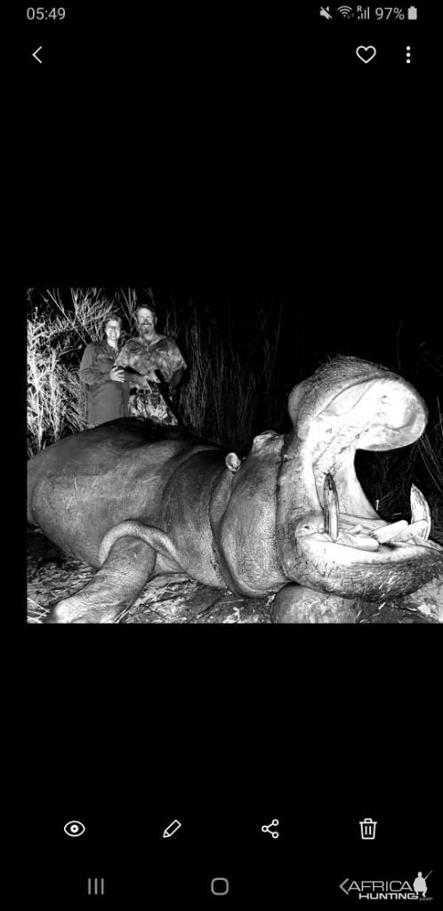 Hippo Hunt South Africa