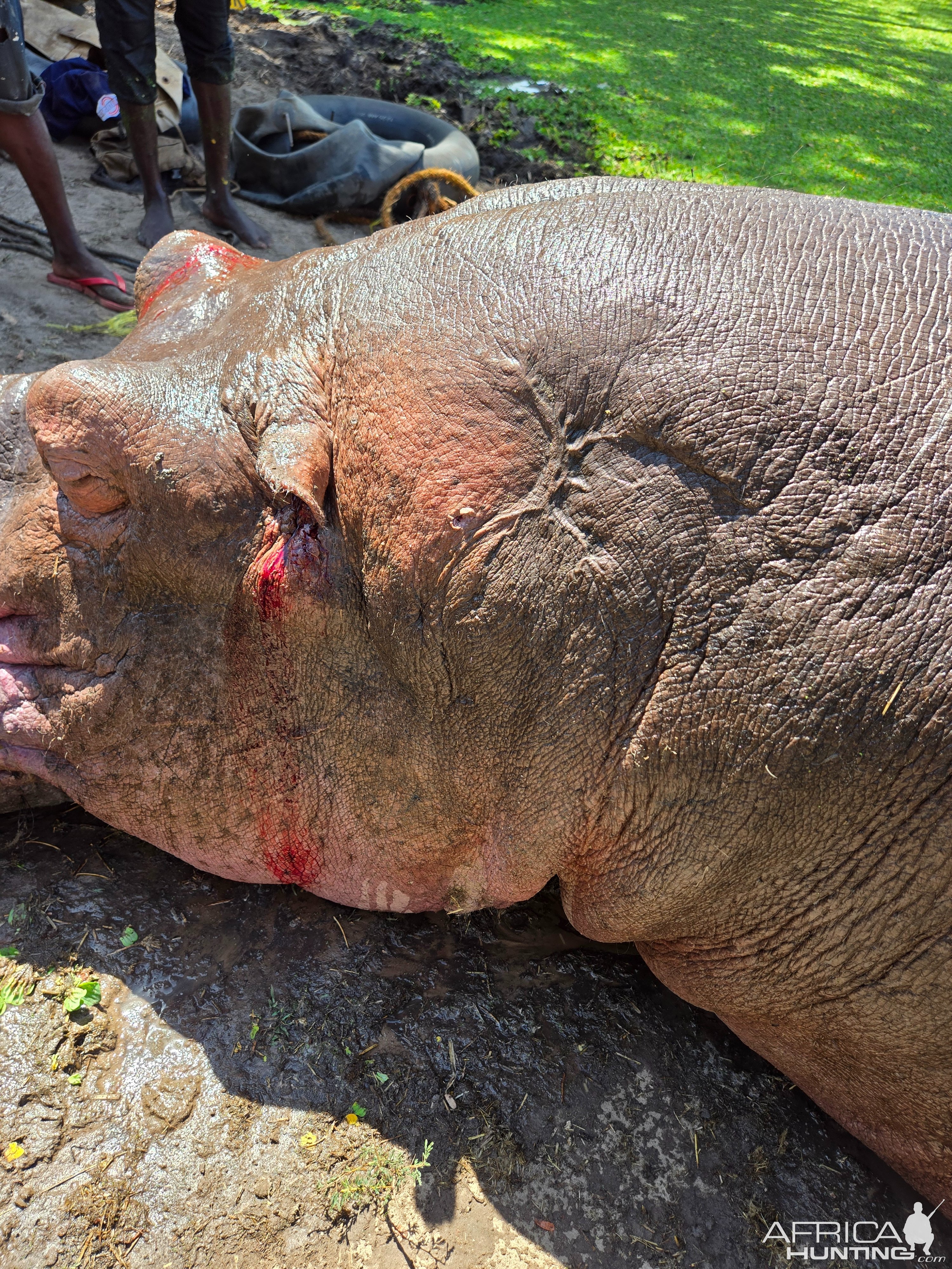 Hippo Hunt Tanzania