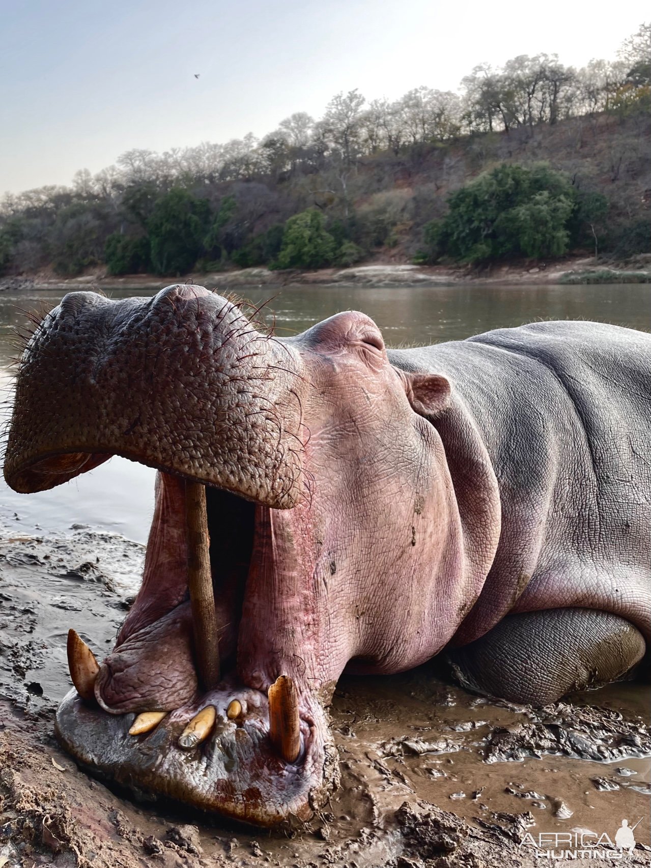 Hippo Hunt Zambia