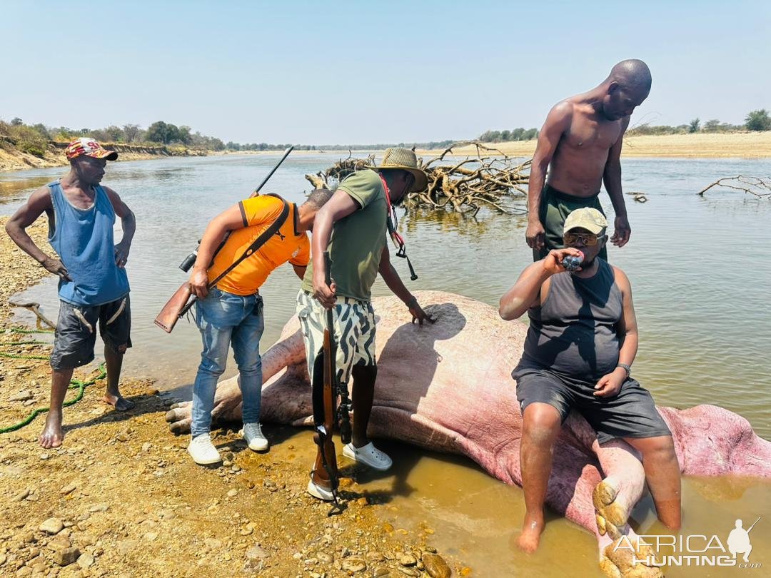 Hippo Hunt Zambia