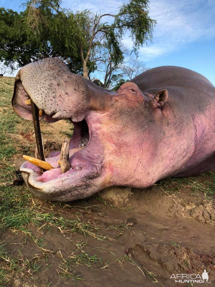 Hippo Hunt Zambia