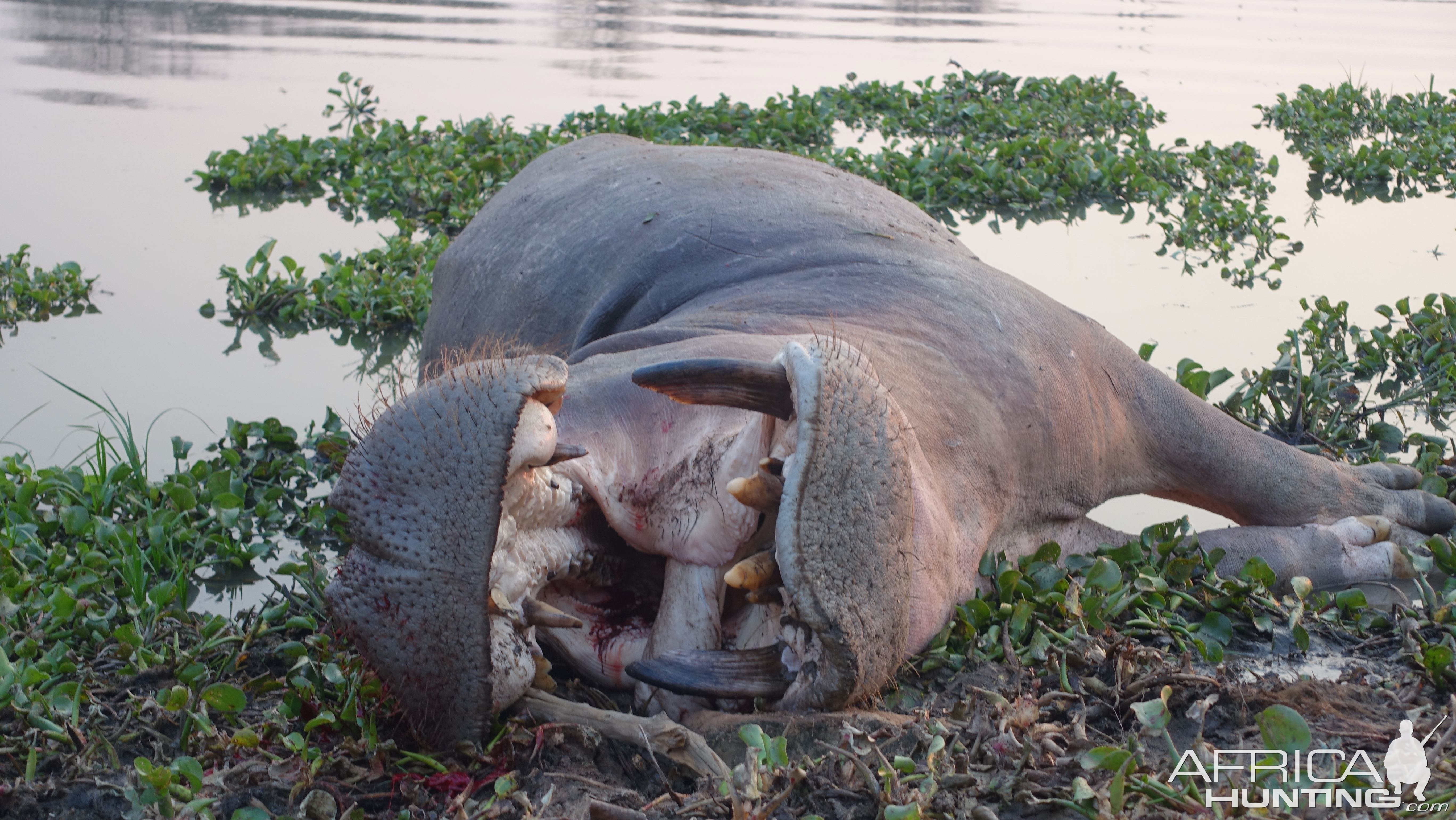 Hippo Hunt Zimbabwe