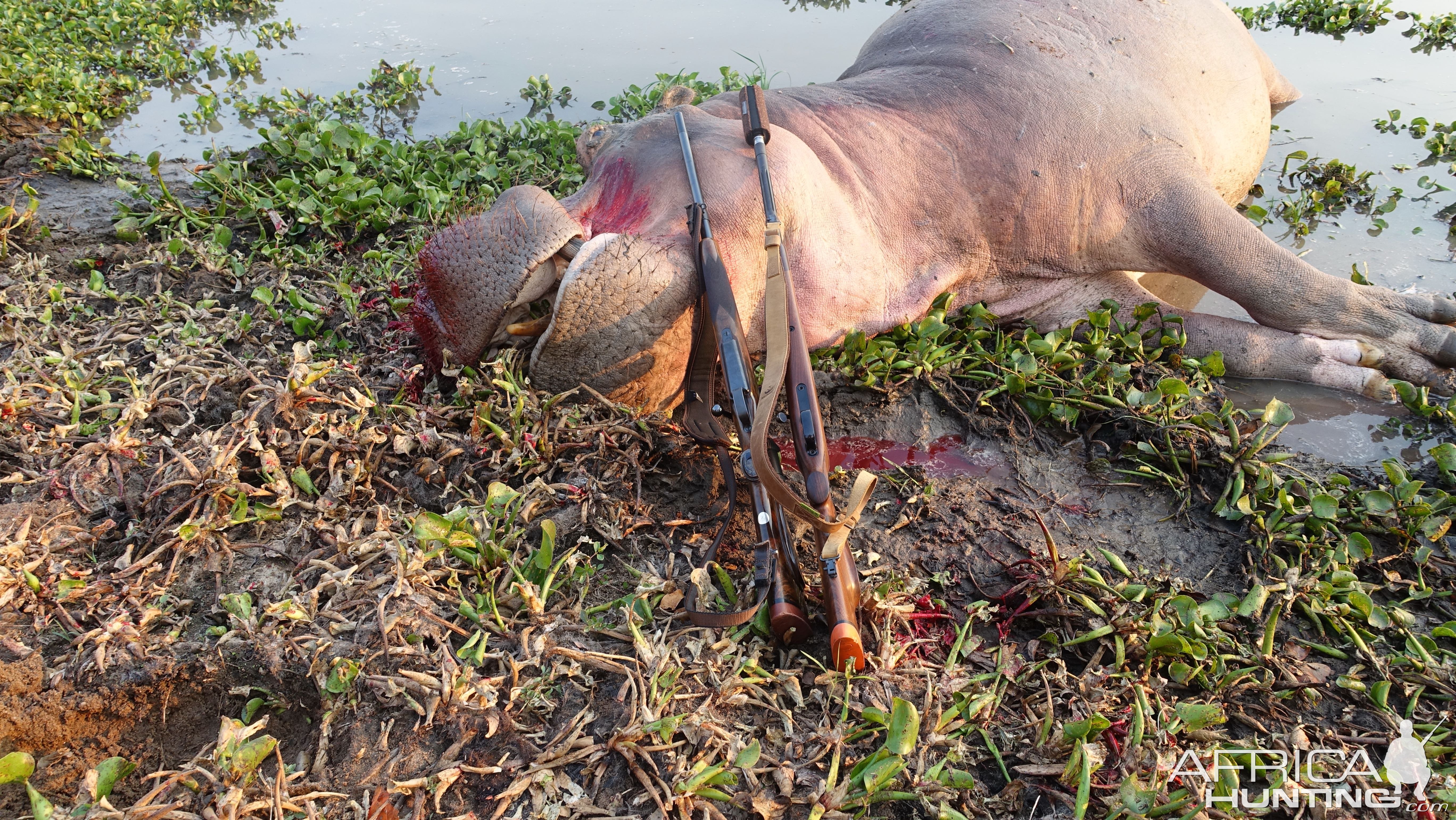 Hippo Hunt Zimbabwe