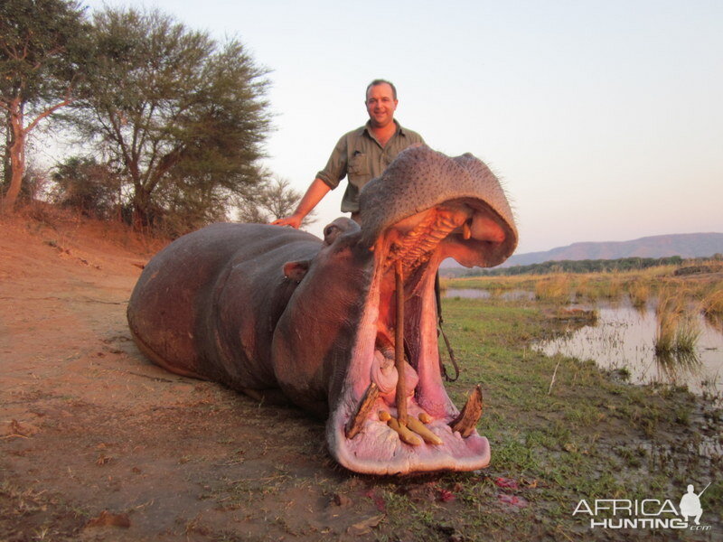 Hippo Hunt Zimbabwe