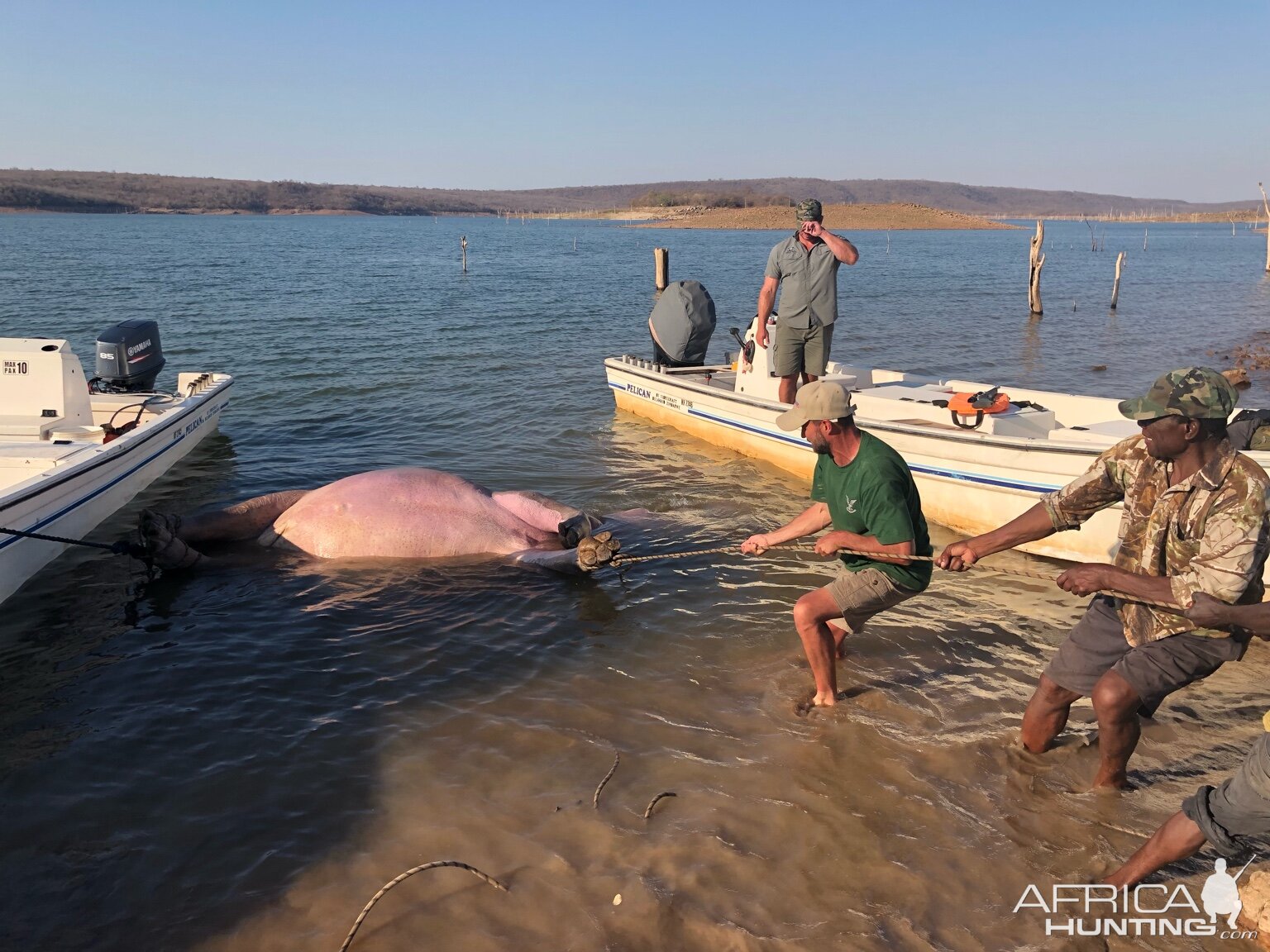 Hippo Hunt Zimbabwe