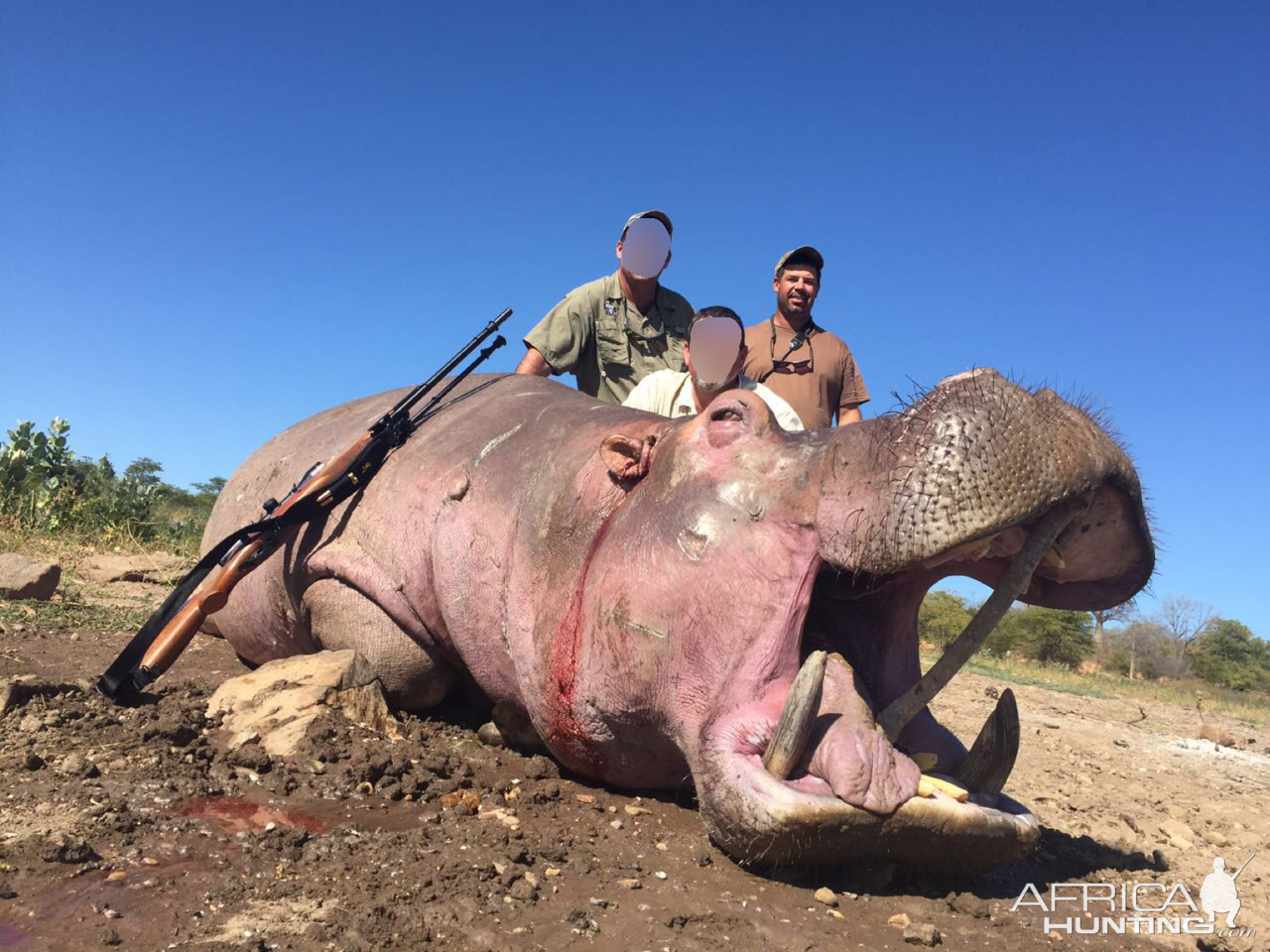 Hippo Hunt