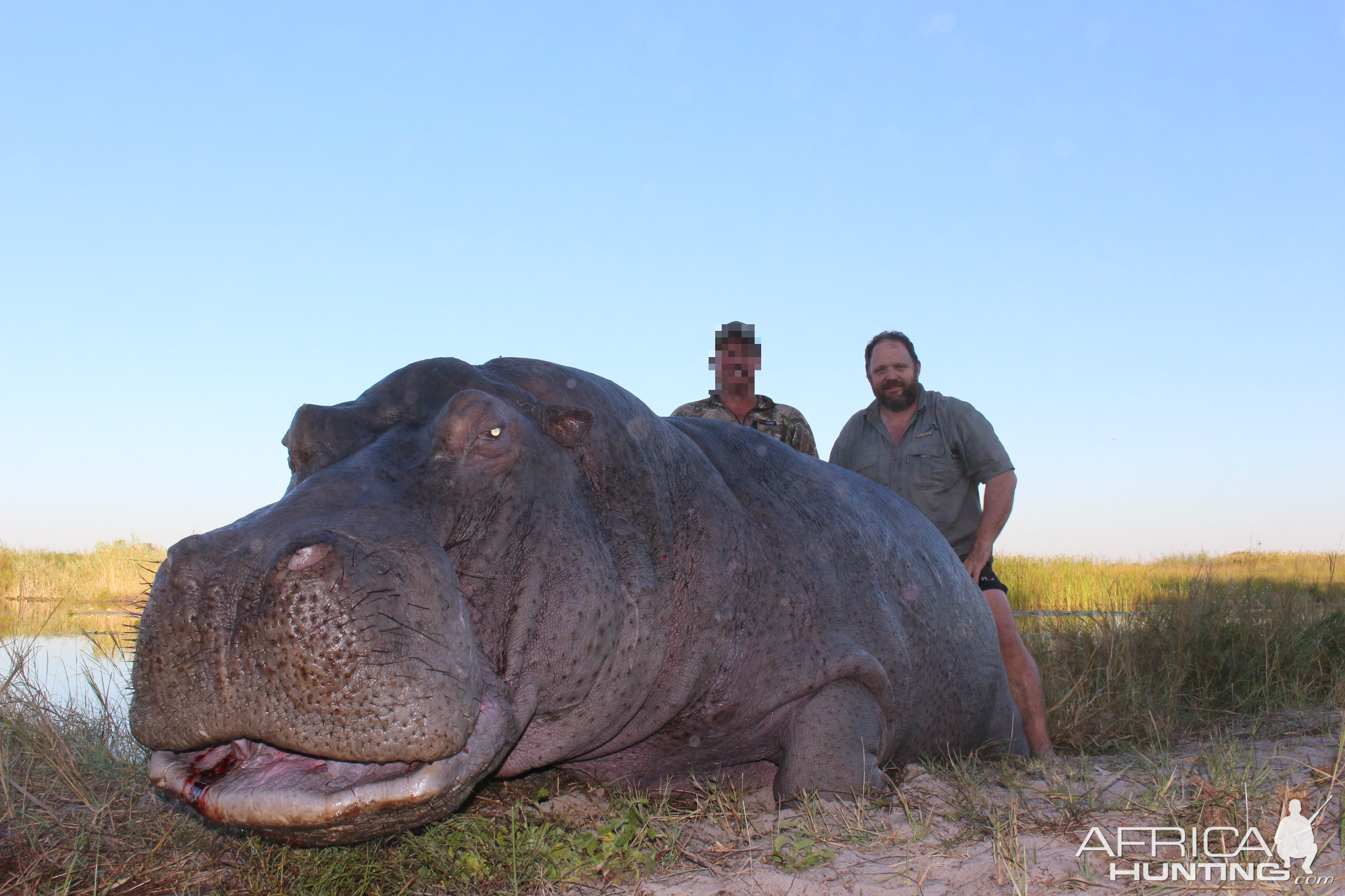 Hippo Hunt