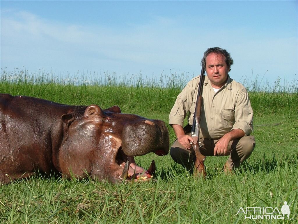 Hippo hunted in Namibia Chobe flood plains