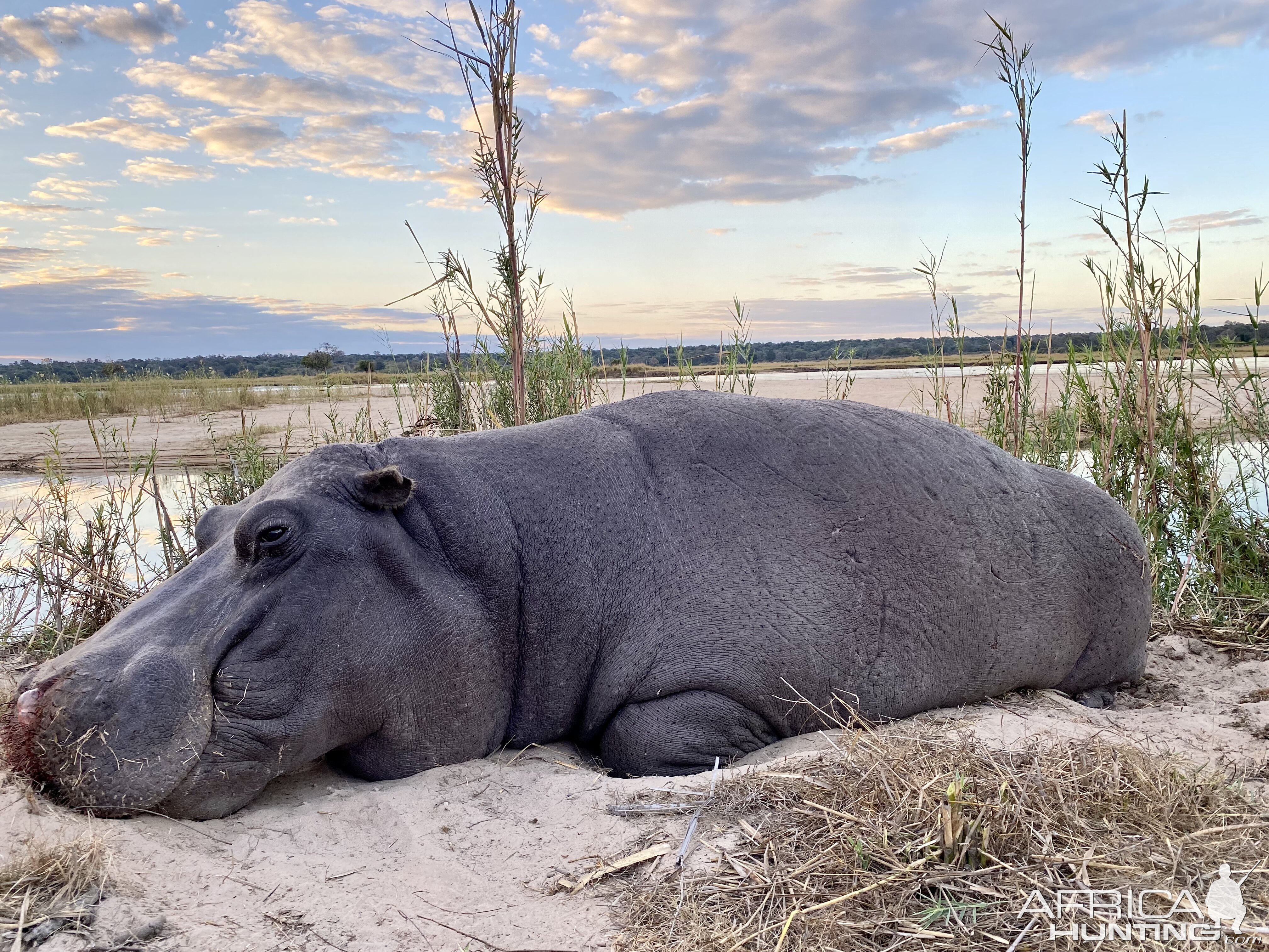 Hippo hunted in Namibia with Zana Botes Safari