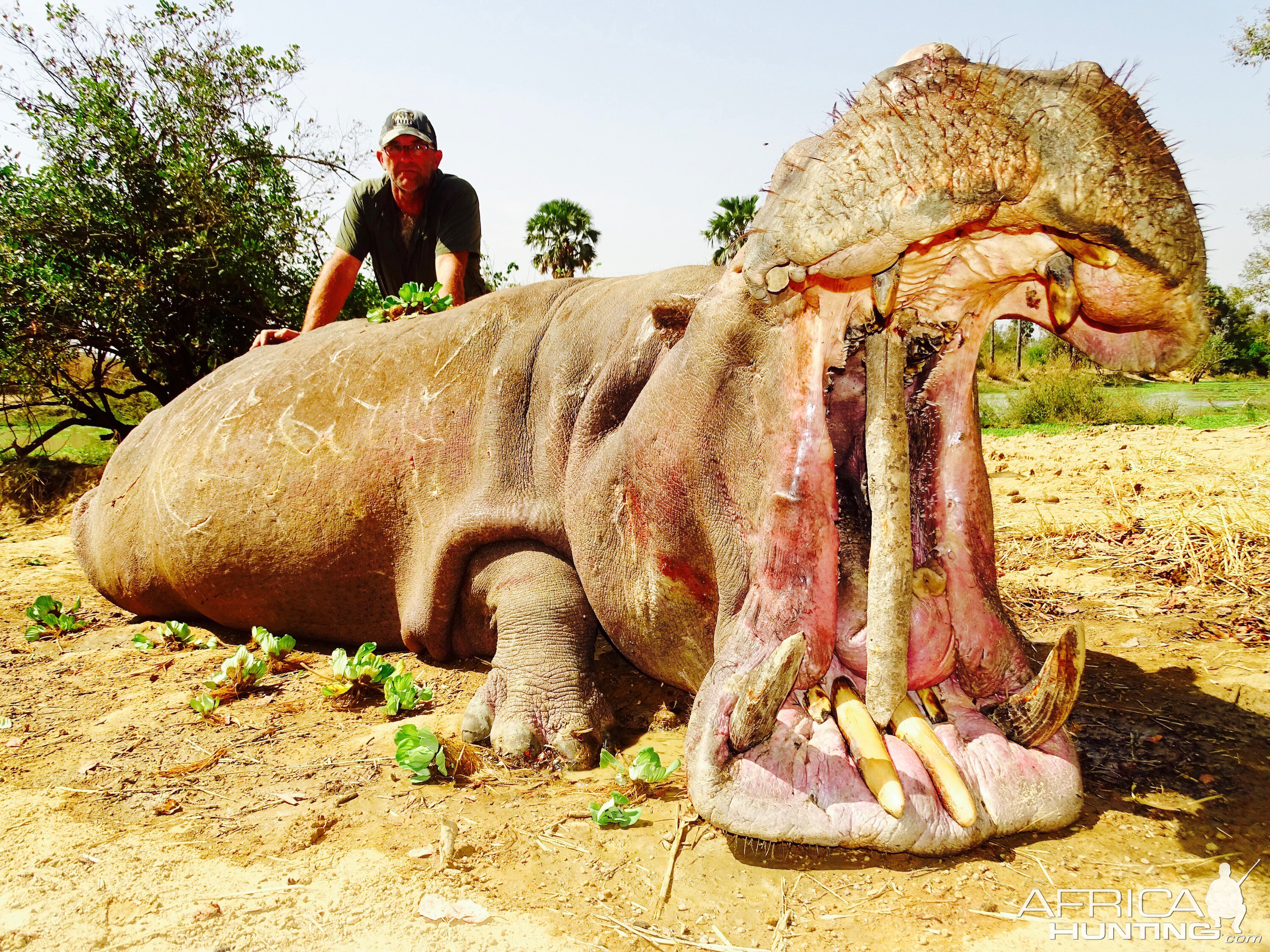 Hippo Hunting in Benin