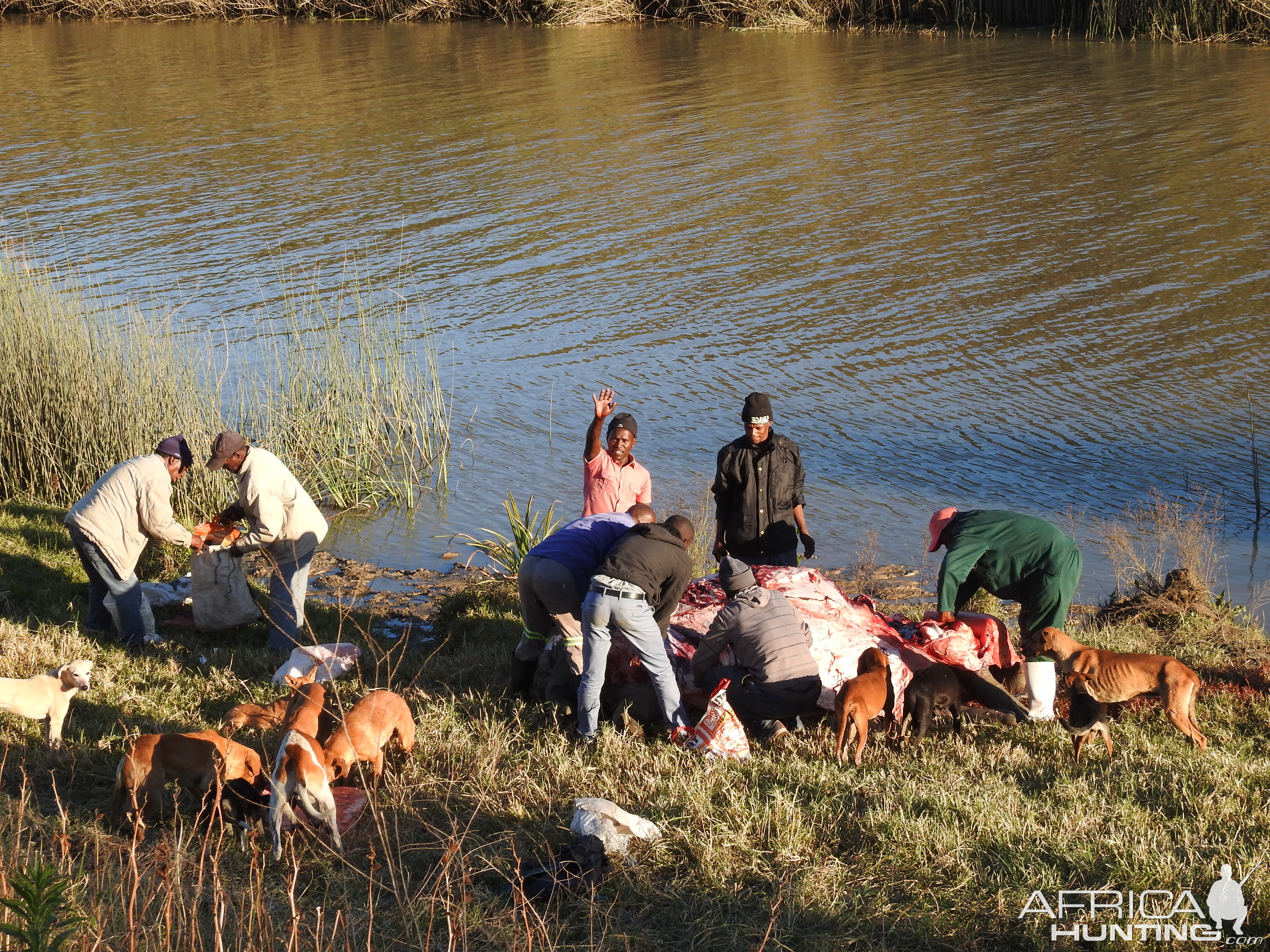 Hippo Hunting in South Africa