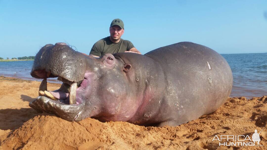 Hippo Hunting in Zimbabwe