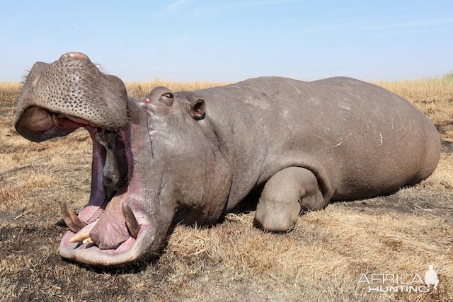 Hippo Hunting Namibia