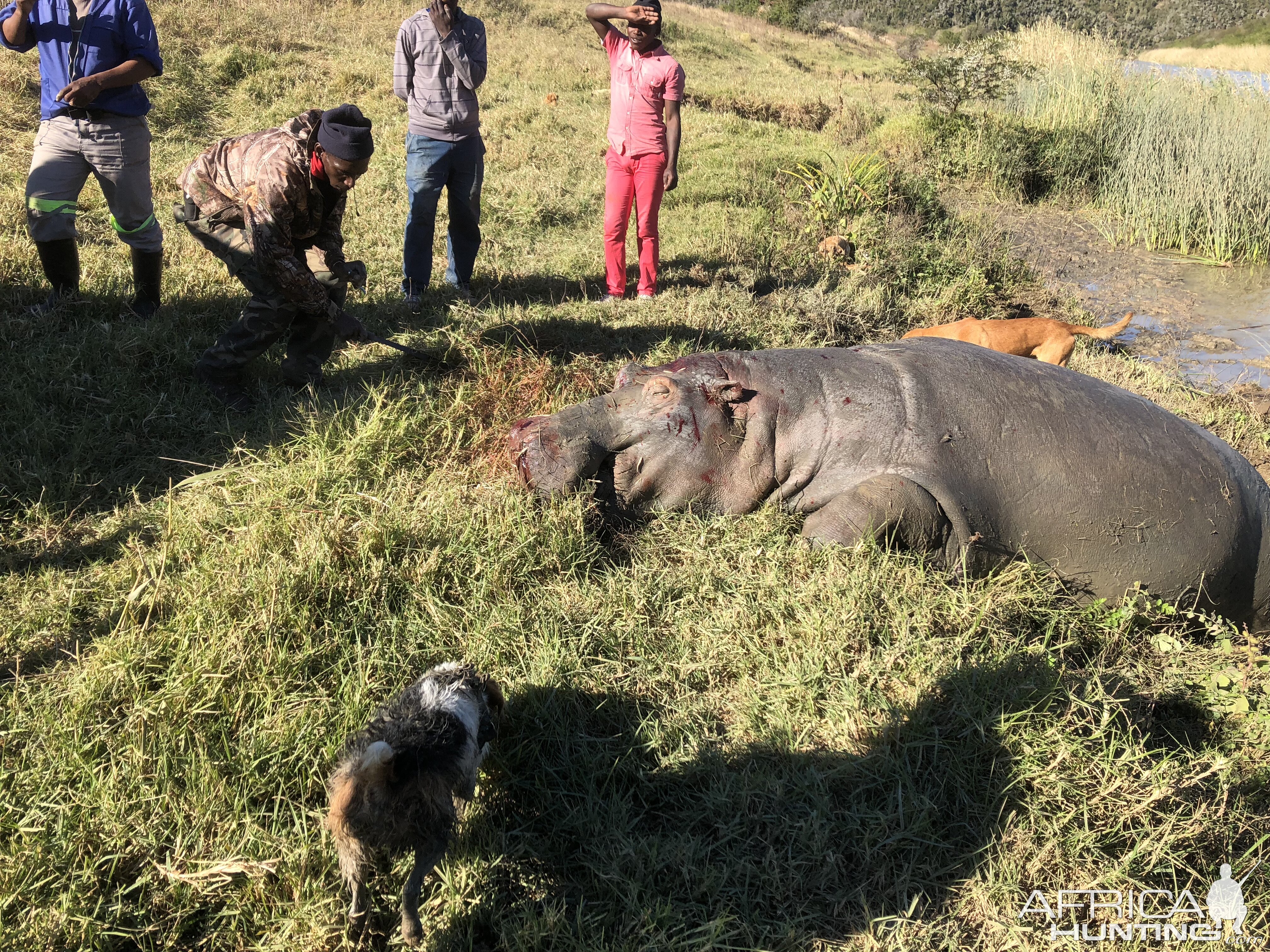 Hippo Hunting South Africa