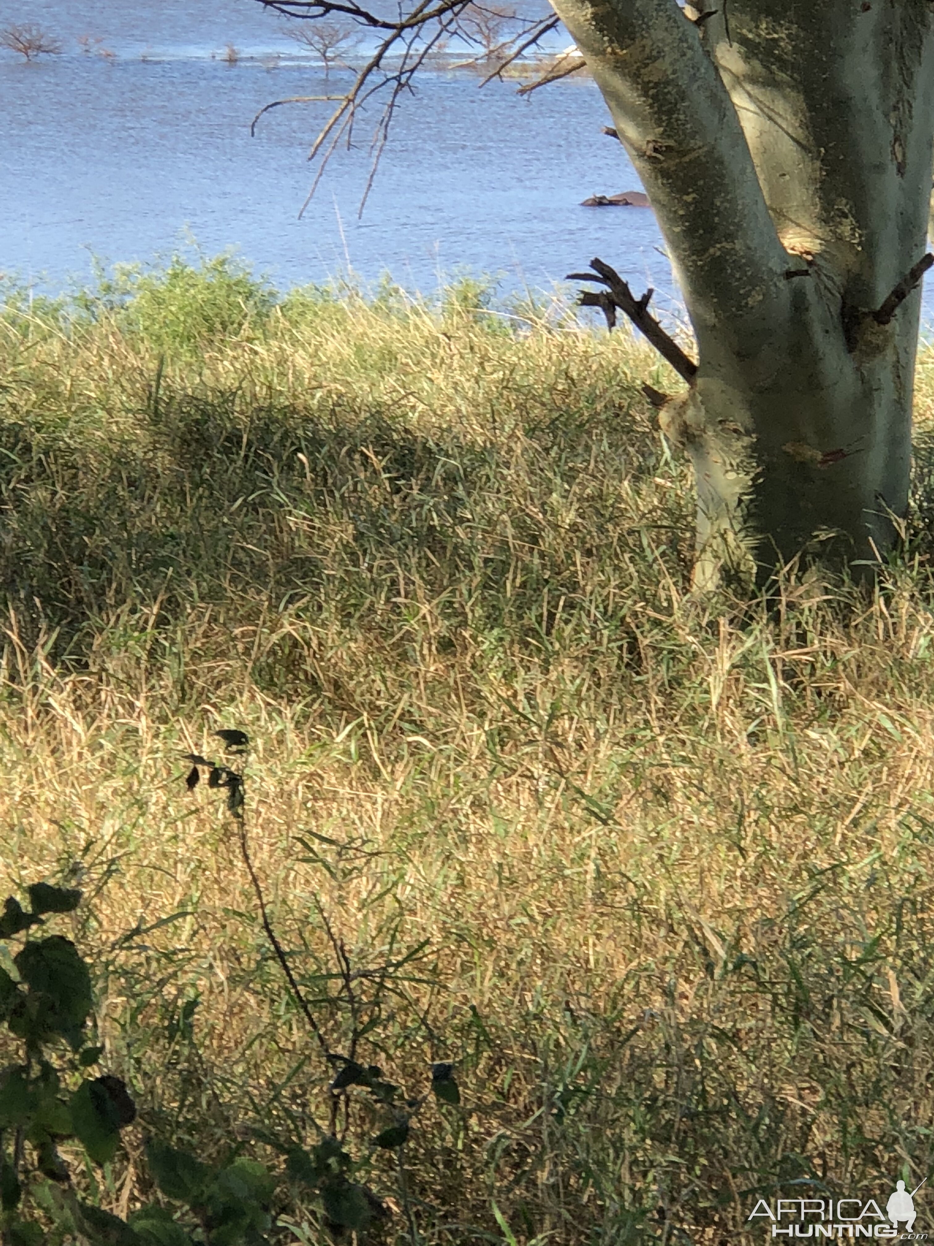 Hippo Hunting South Africa