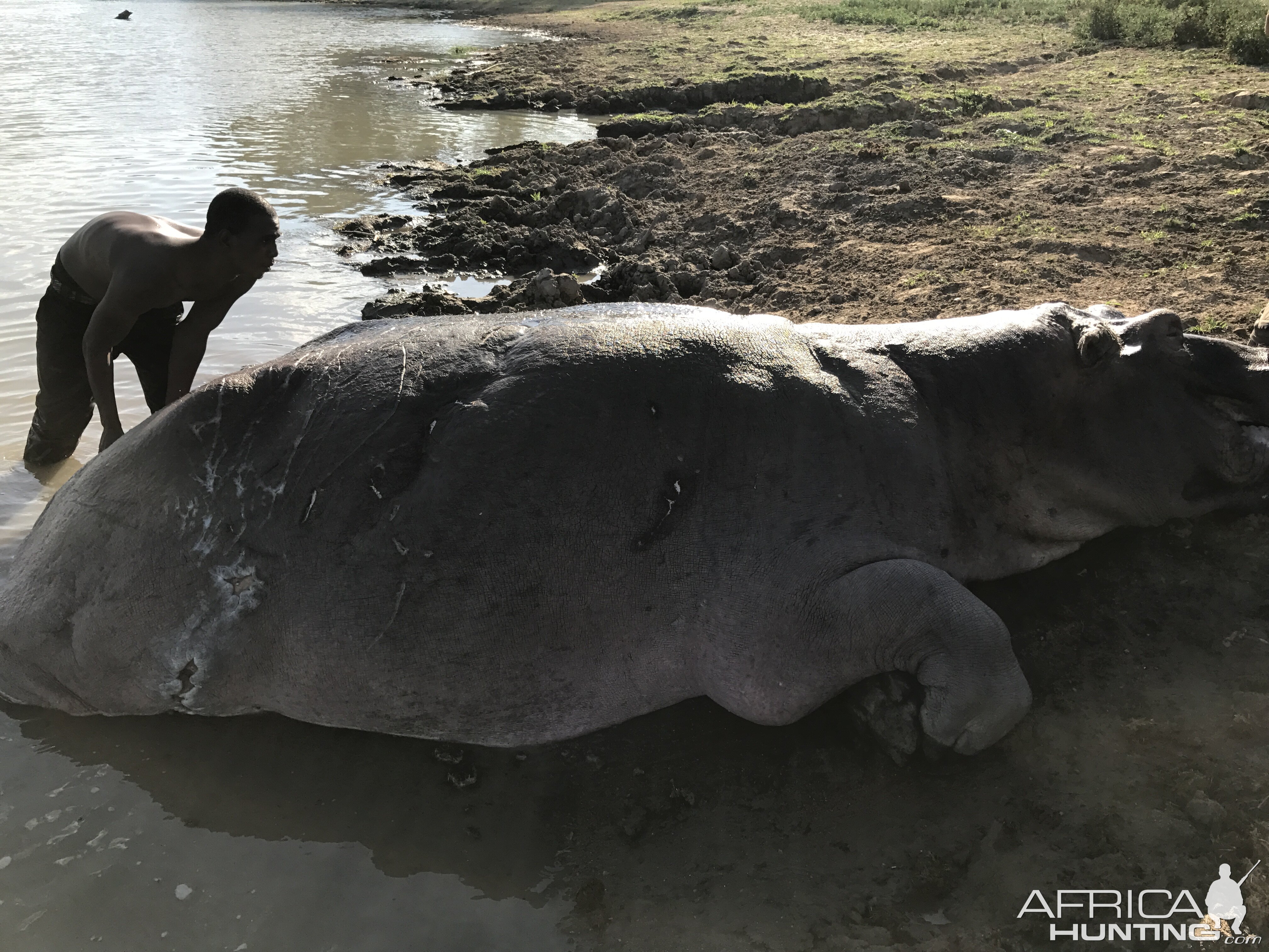 Hippo Hunting Tanzania