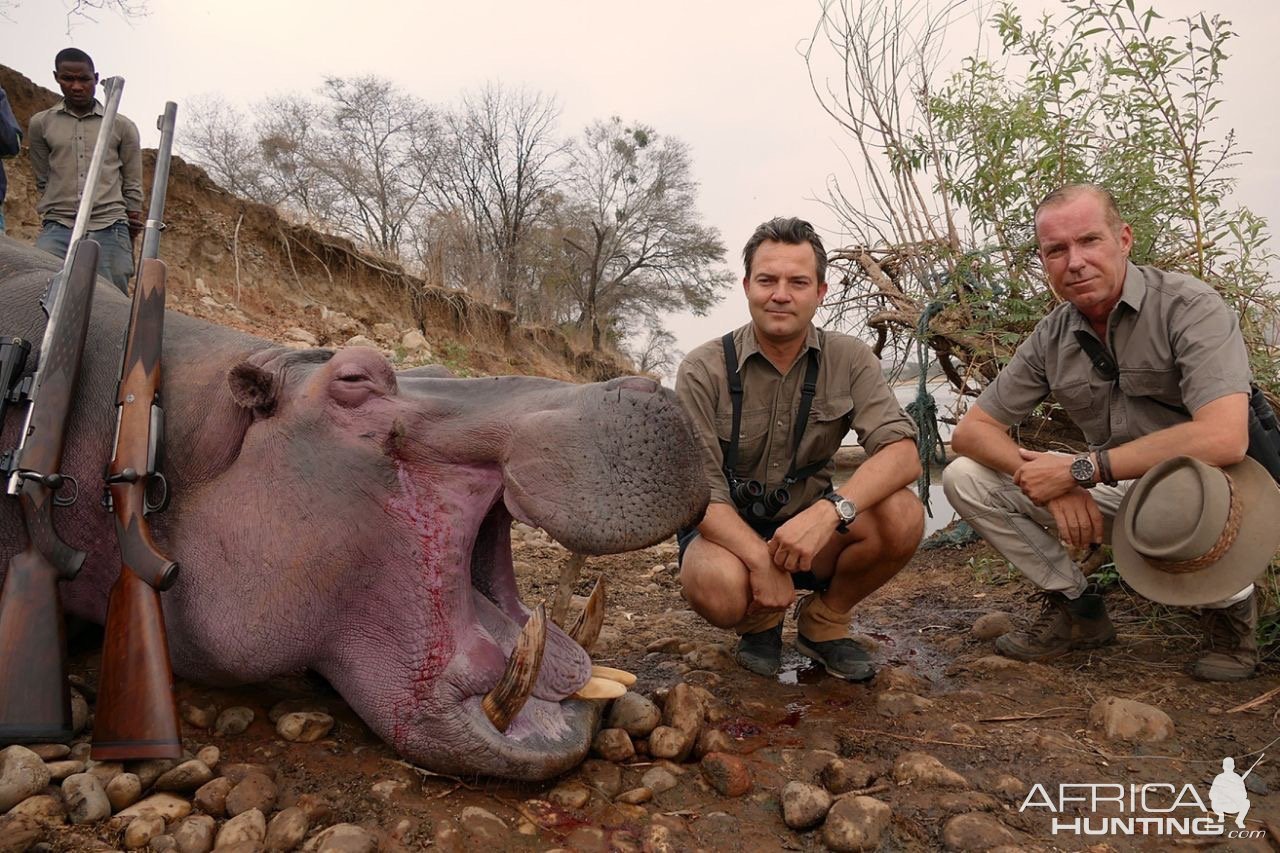 Hippo Hunting Zambia