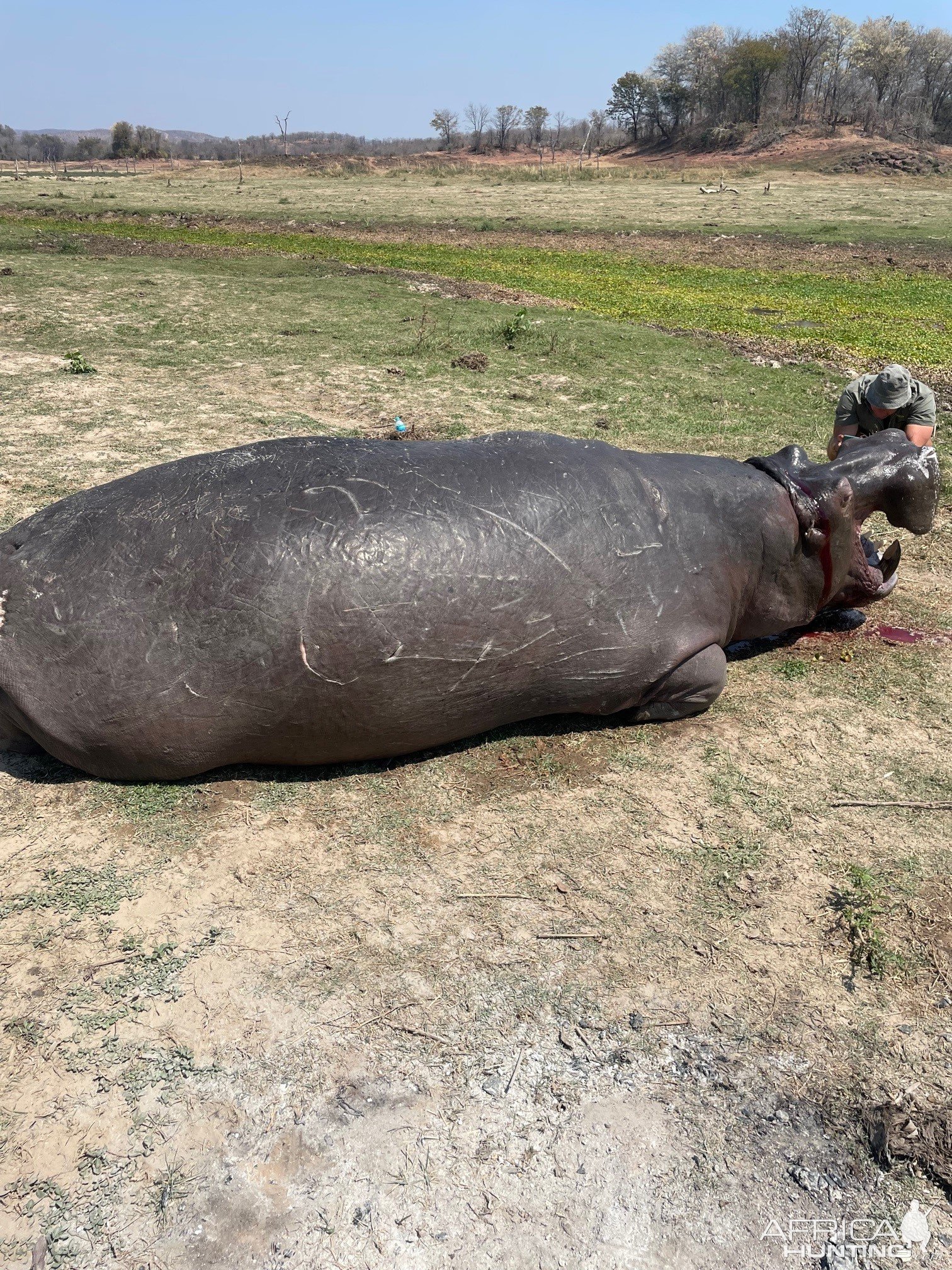 Hippo Hunting Zimbabwe