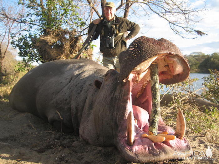 Hippo Hunting Zimbabwe