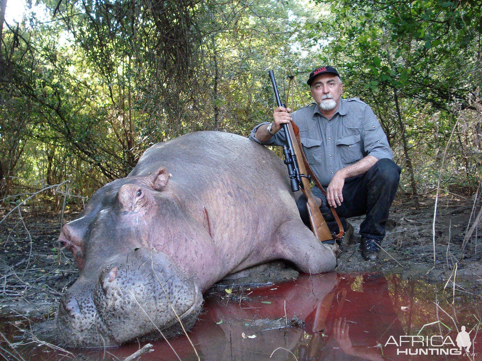 Hippo Hunting