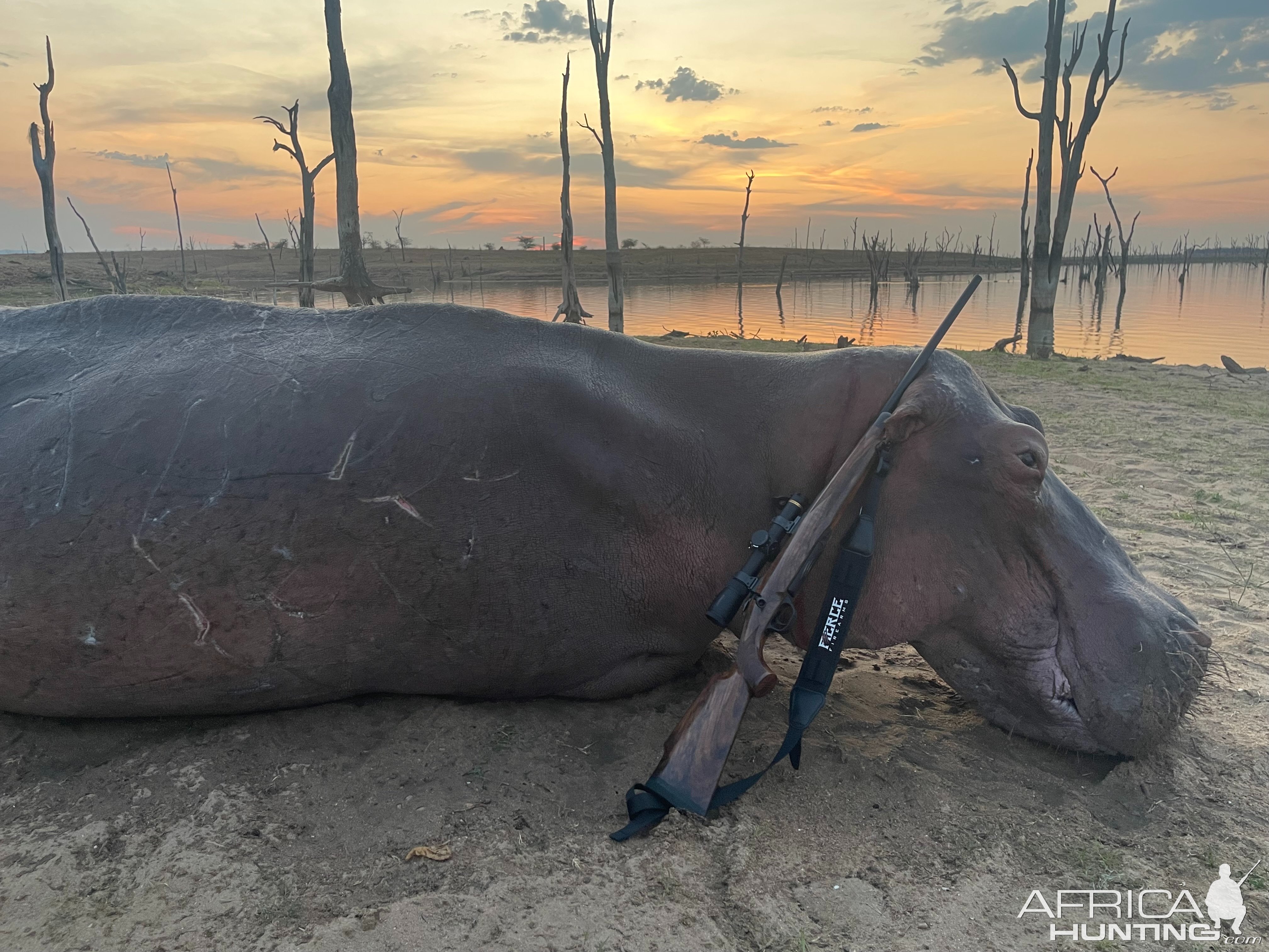 Hippo Hunting