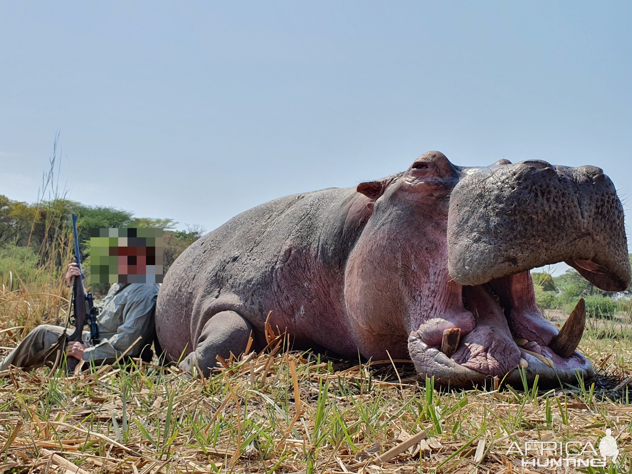 Hippo Hunting