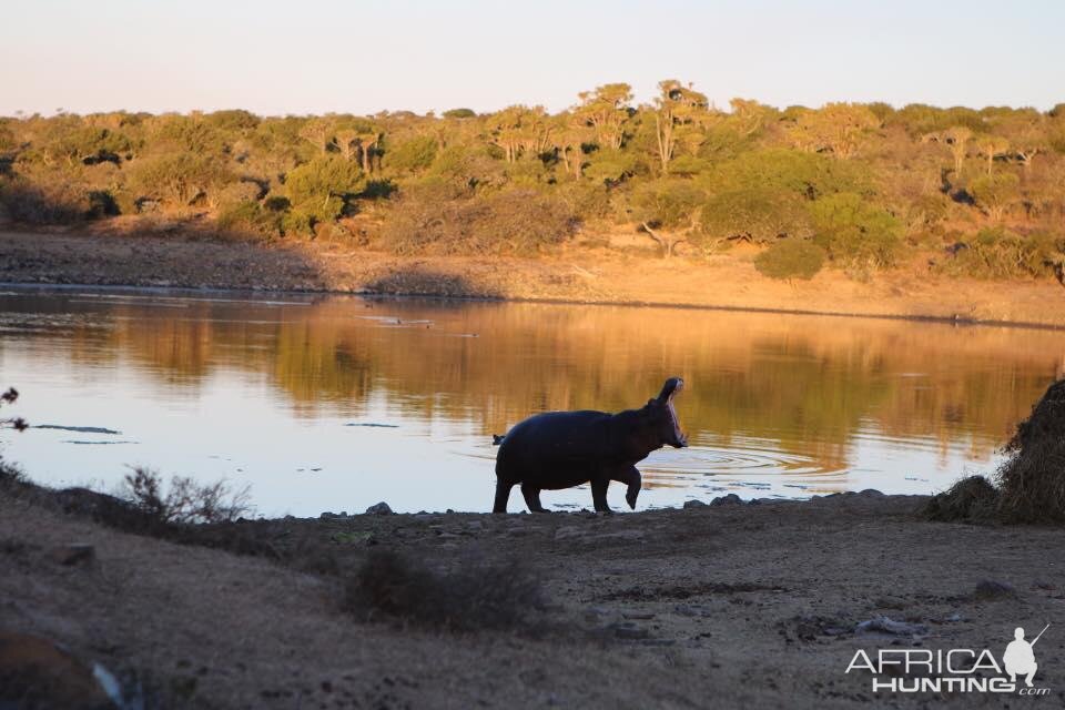 Hippo in South Africa