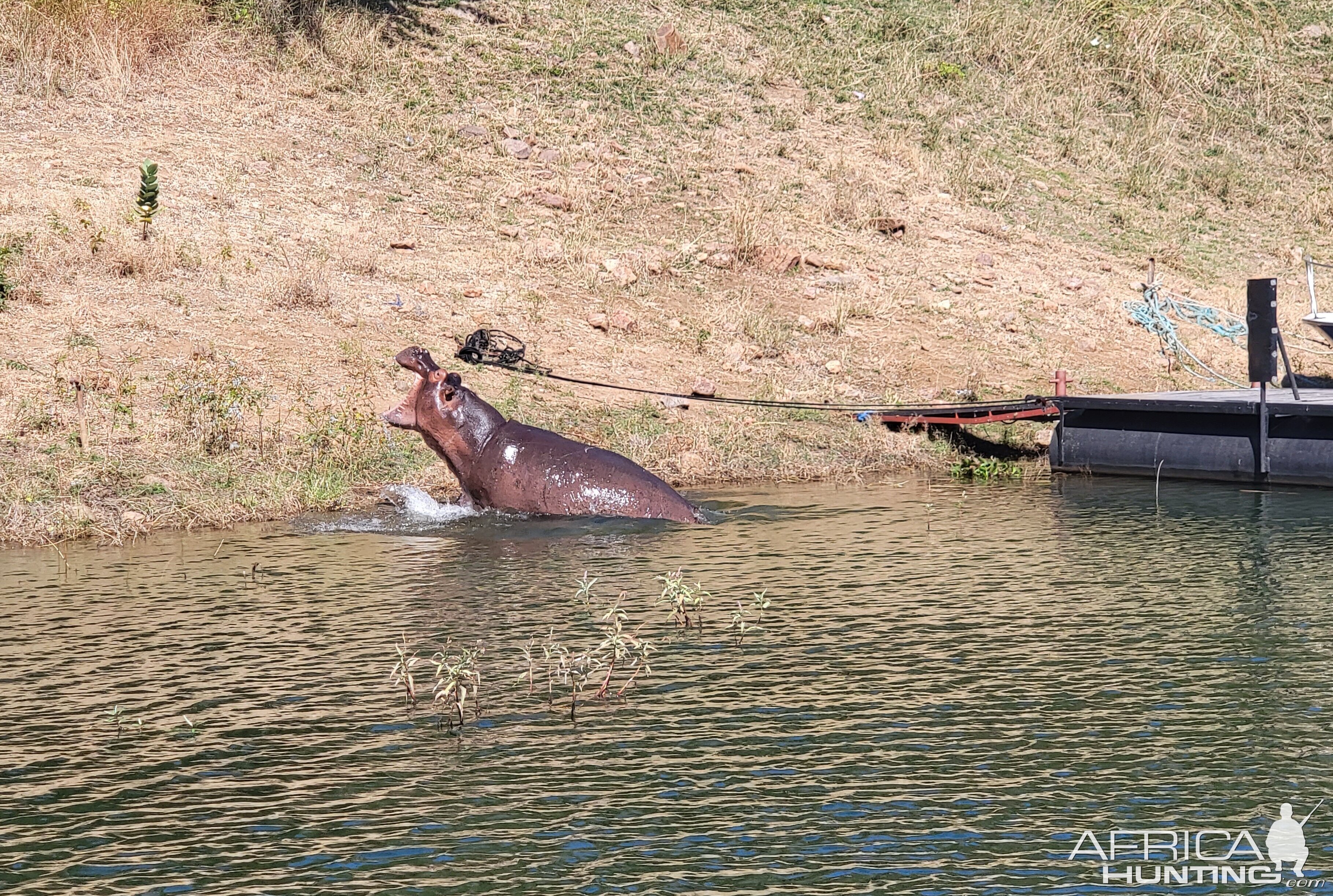 Hippo In The Harbor Zimbabwe