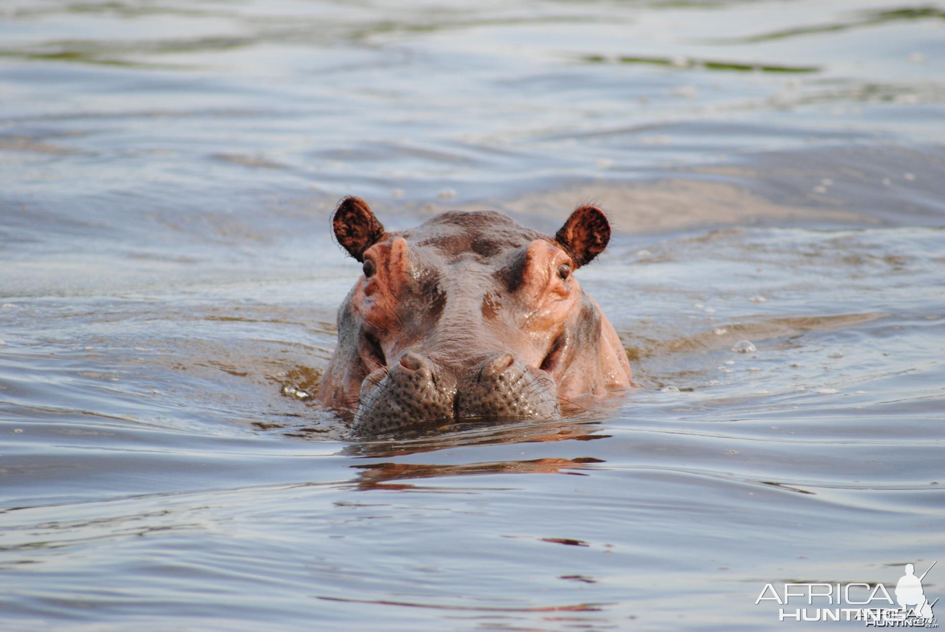 Hippo in the Nile River